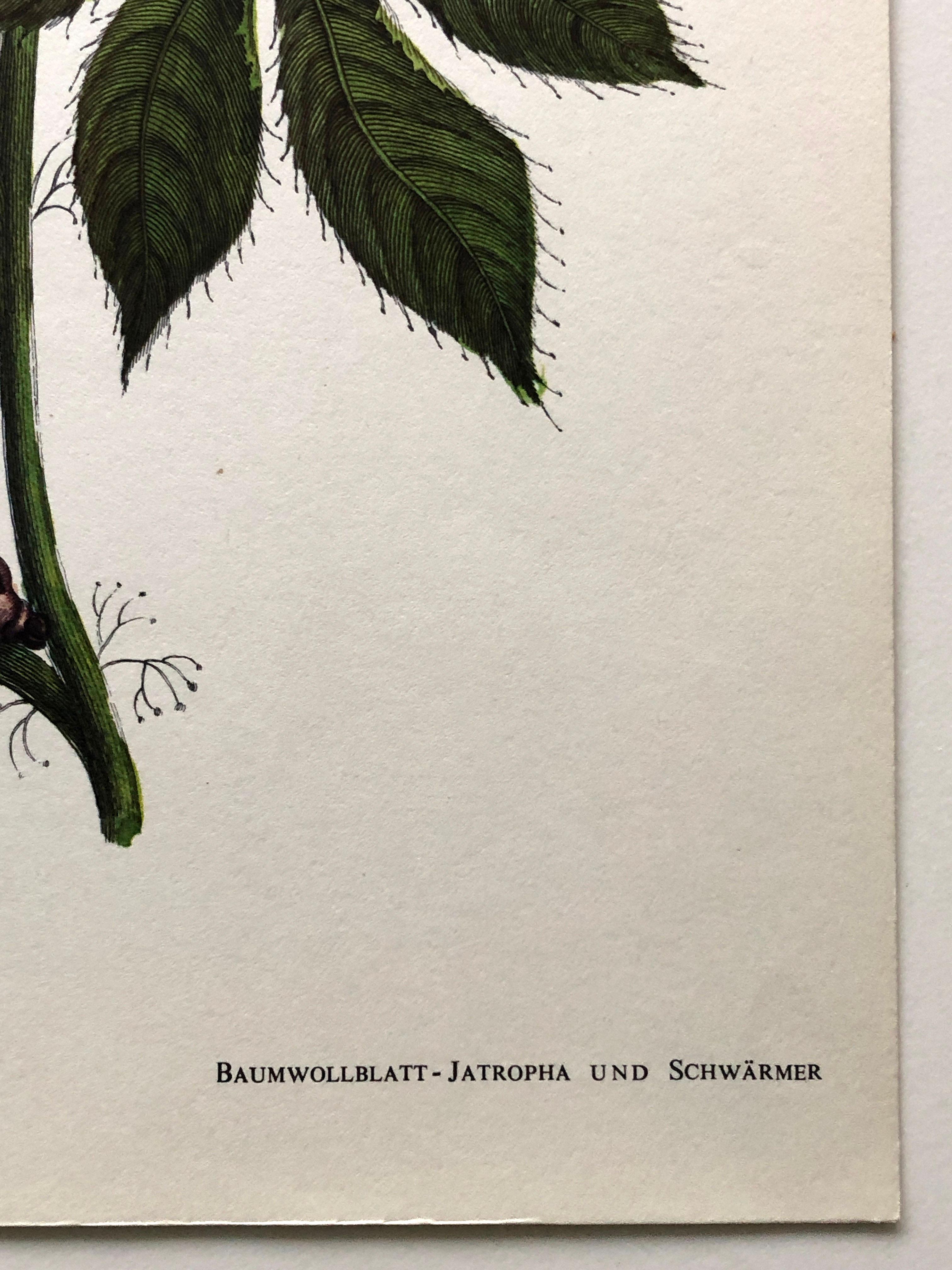 Maria Sibylla Merian - J. Mulder - Cotton leaf Jatropha and Hawkmoth Nr. 38 For Sale 1