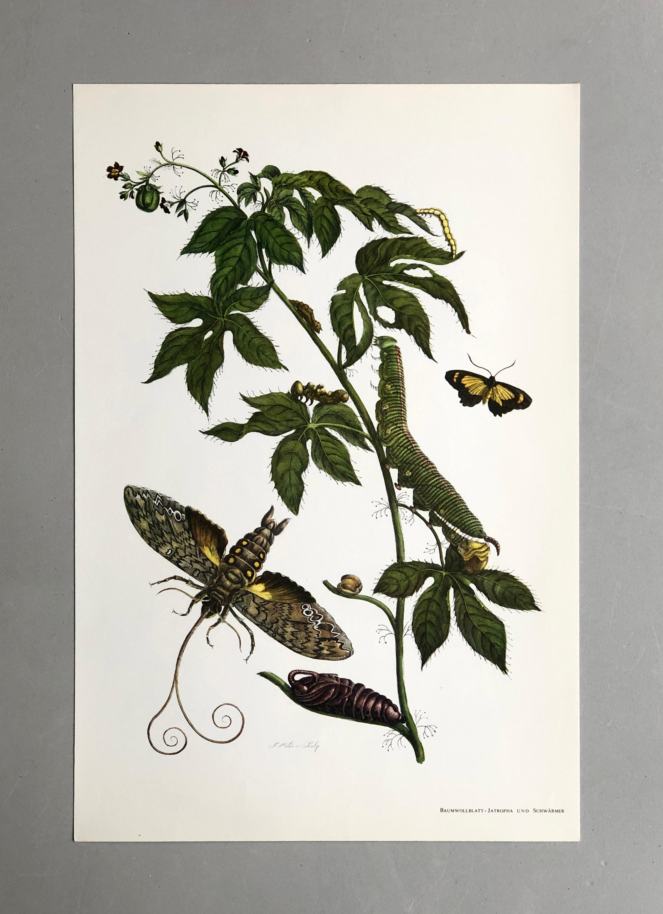 From Metamorphosis Insectorum Surinamensium, first published 1705
Engravings by J. Mulder, P. Sluyter (Sluiter) and D. Stoopendaal after Maria Sybilla Merian.

This plate is part of a comprehensive collection comprising 17 plates. Check out other