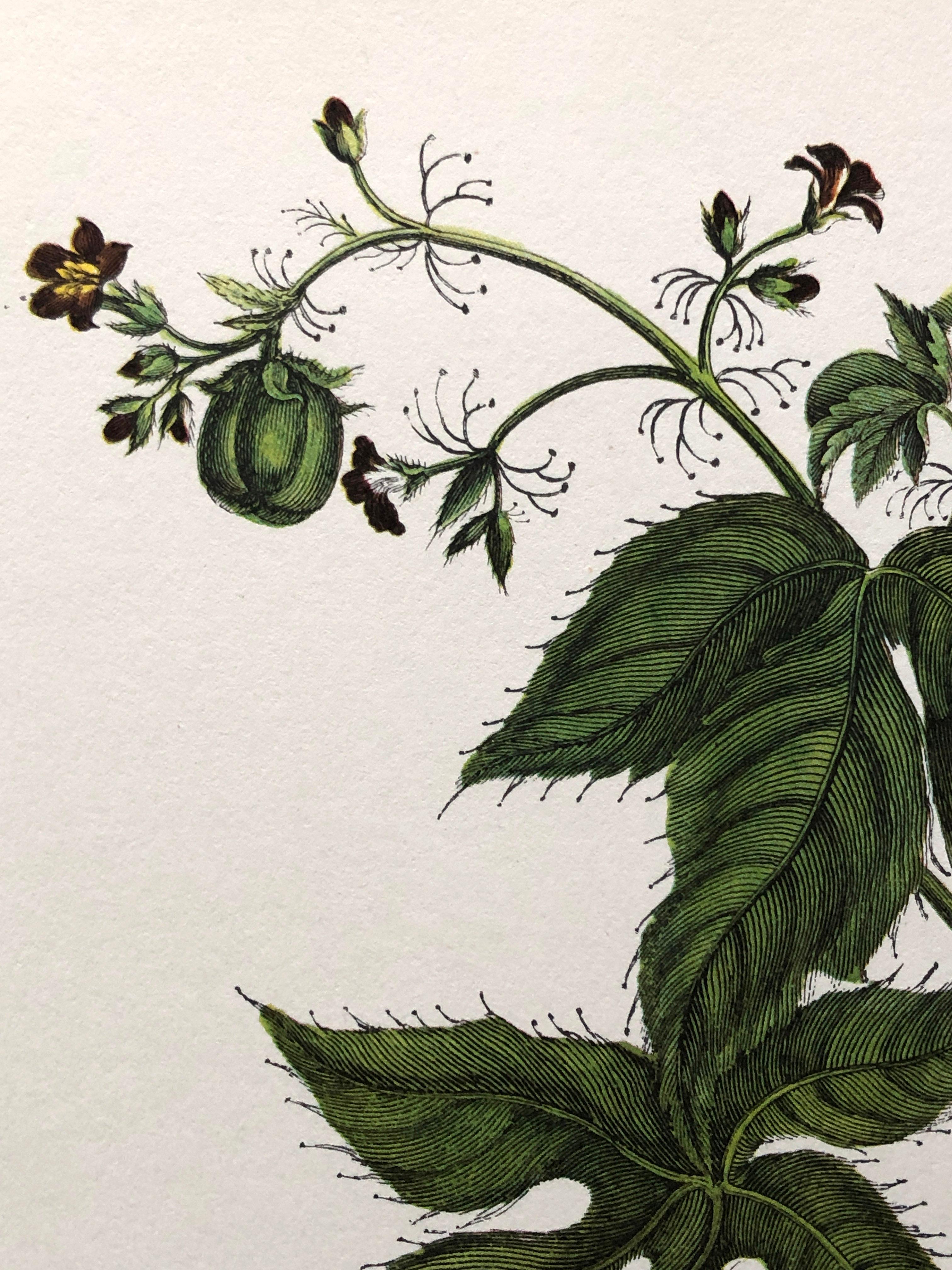 18th Century and Earlier Maria Sibylla Merian - J. Mulder - Cotton leaf Jatropha and Hawkmoth Nr. 38 For Sale