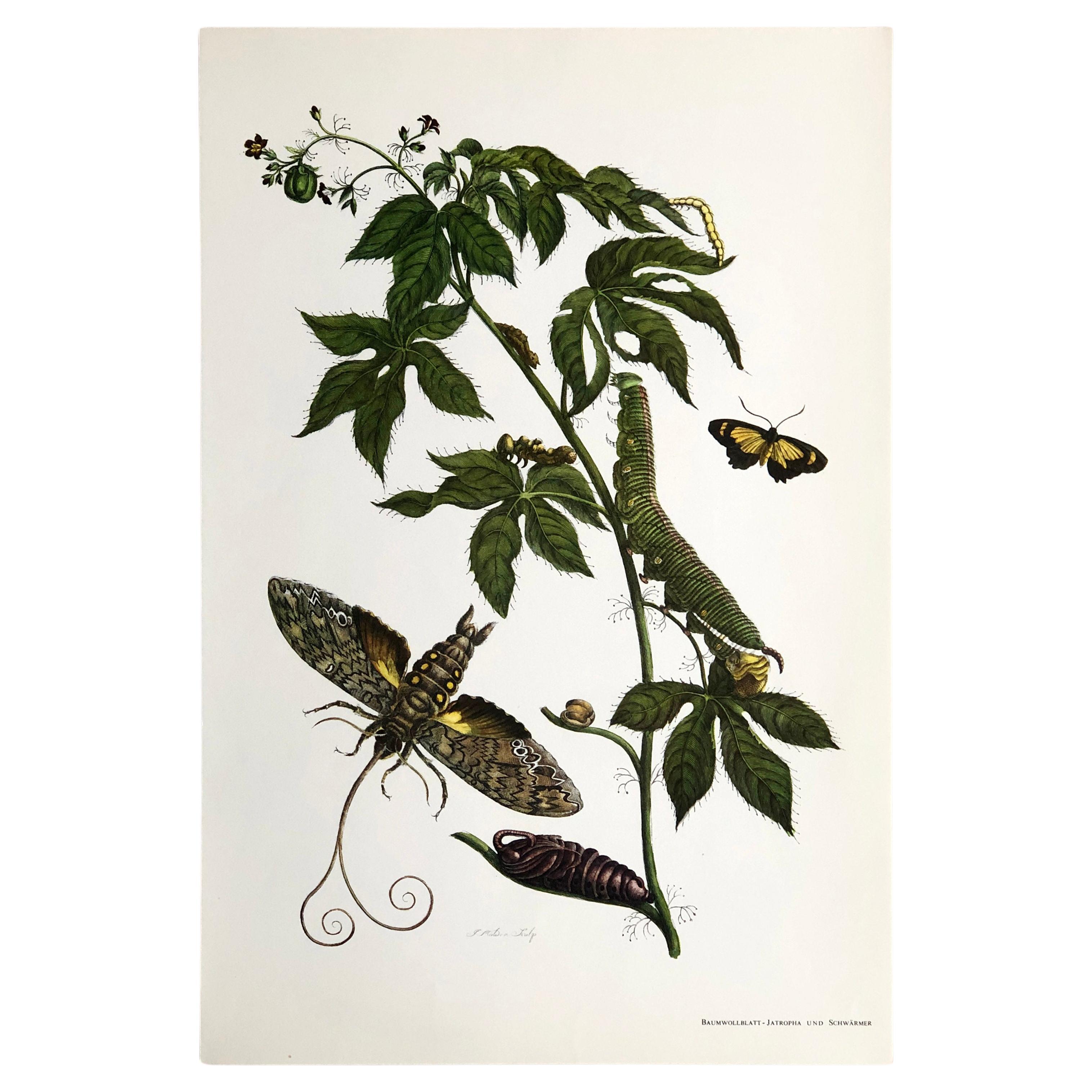 Maria Sibylla Merian - J. Mulder - Cotton leaf Jatropha and Hawkmoth Nr. 38 For Sale