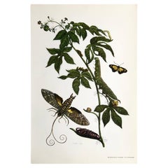 Antique Maria Sibylla Merian - J. Mulder - Cotton leaf Jatropha and Hawkmoth Nr. 38