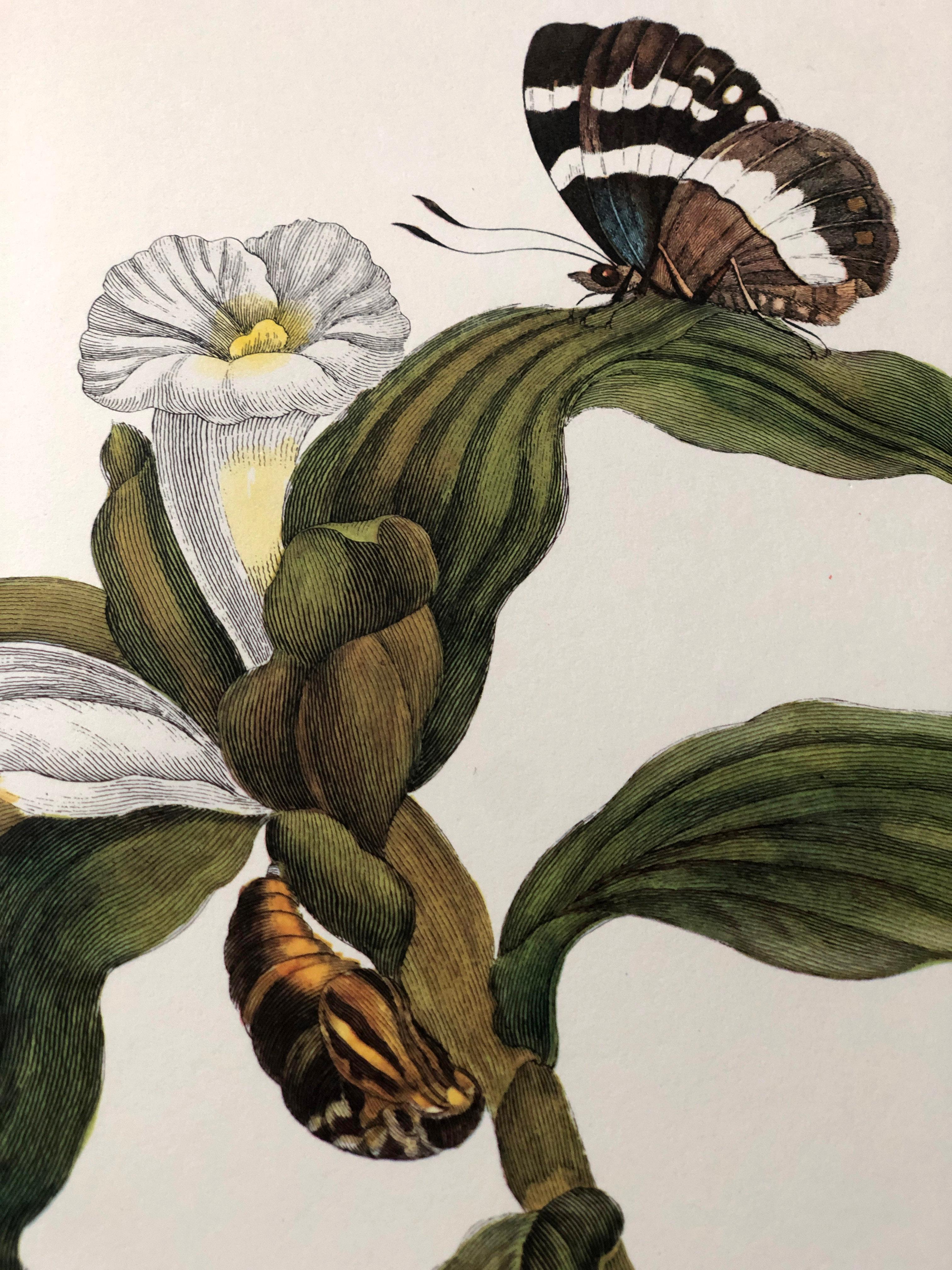 Maria Sibylla Merian - J. Mulder - Ginger plant and castnis moths Nr. 36 For Sale 2