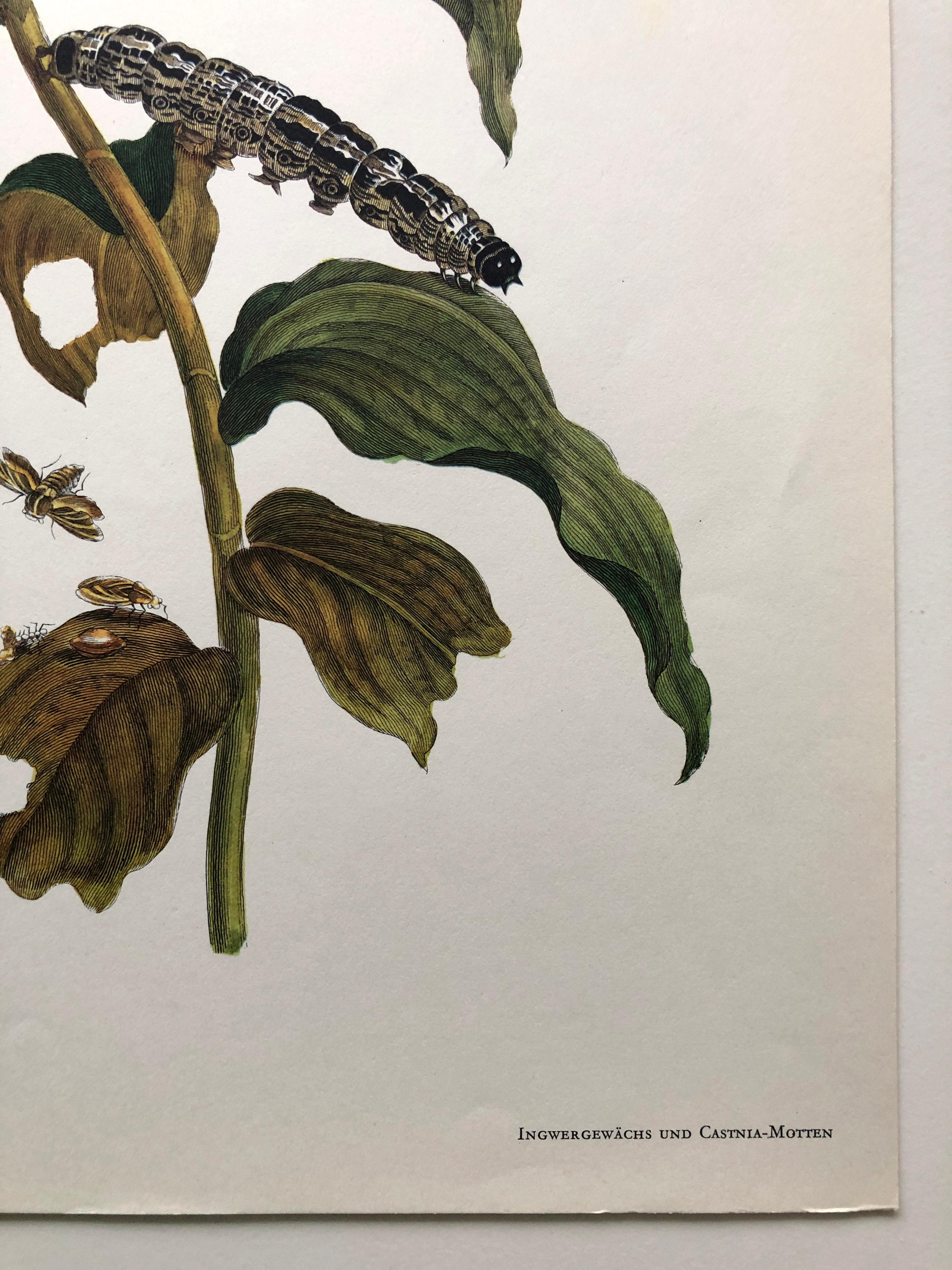 Maria Sibylla Merian - J. Mulder - Ginger plant and castnis moths Nr. 36 For Sale 5
