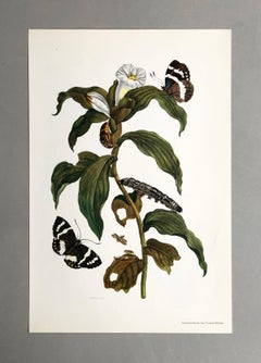 Maria Sibylla Merian - J. Mulder - Ginger plant and castnis moths Nr. 36