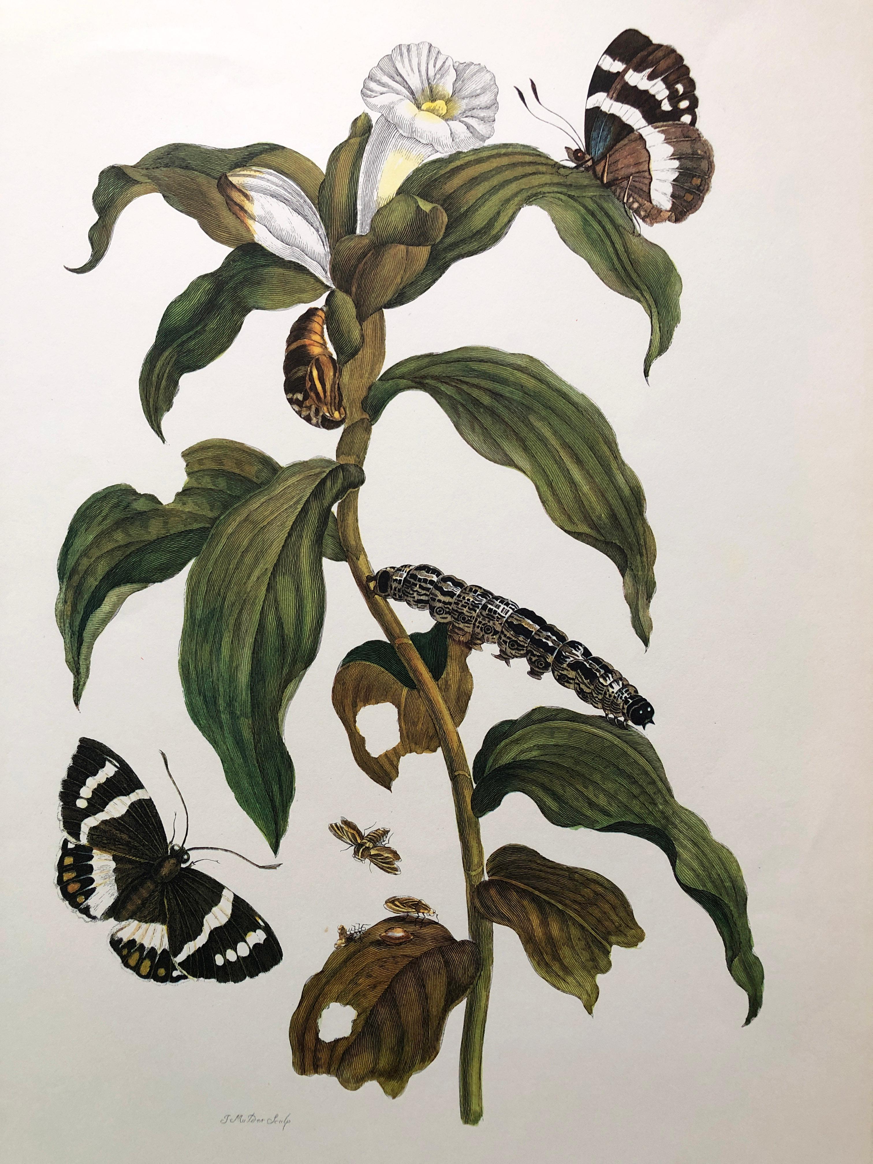 Other Maria Sibylla Merian - J. Mulder - Ginger plant and castnis moths Nr. 36 For Sale
