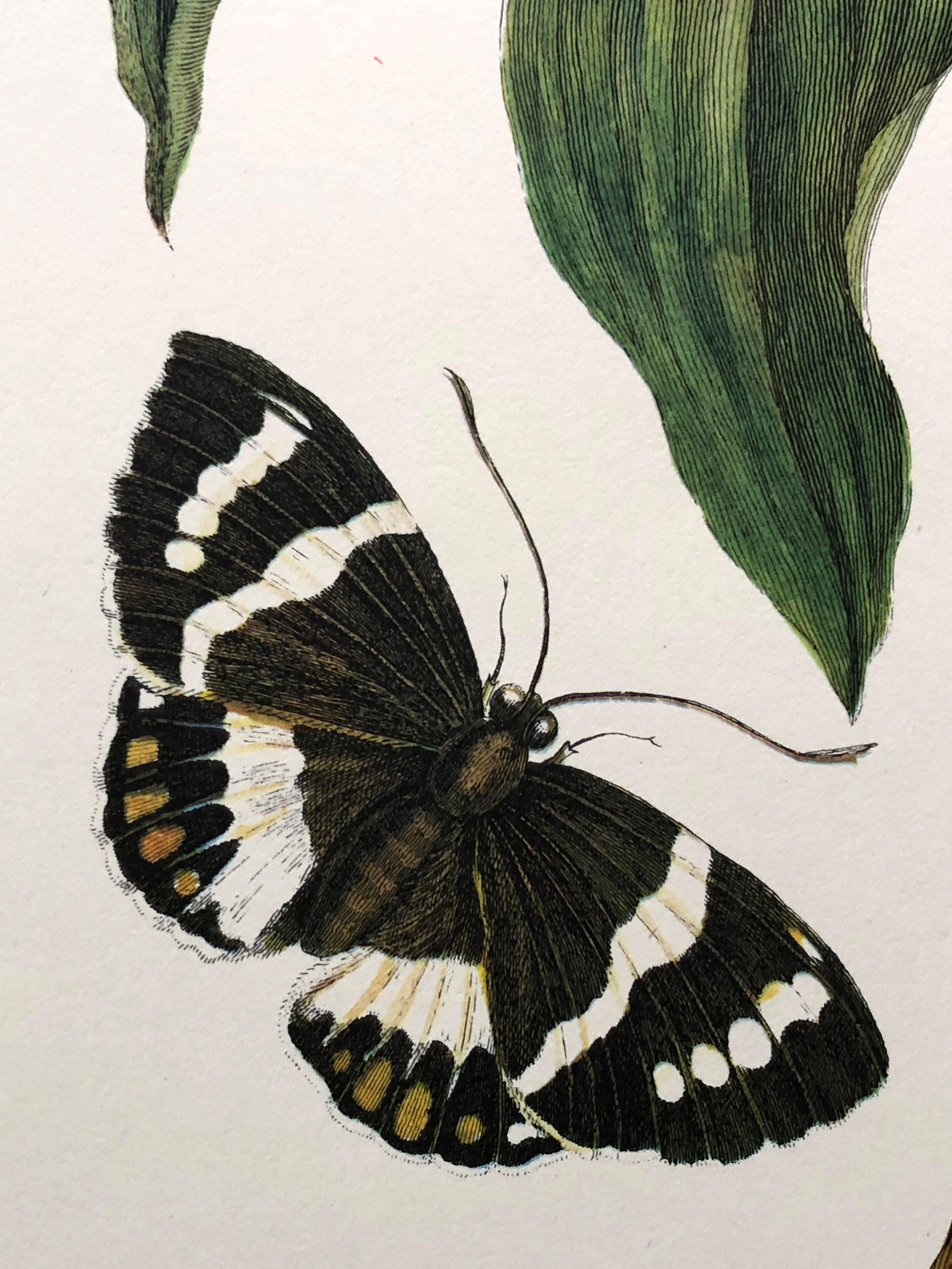 18th Century and Earlier Maria Sibylla Merian - J. Mulder - Ginger plant and castnis moths Nr. 36 For Sale