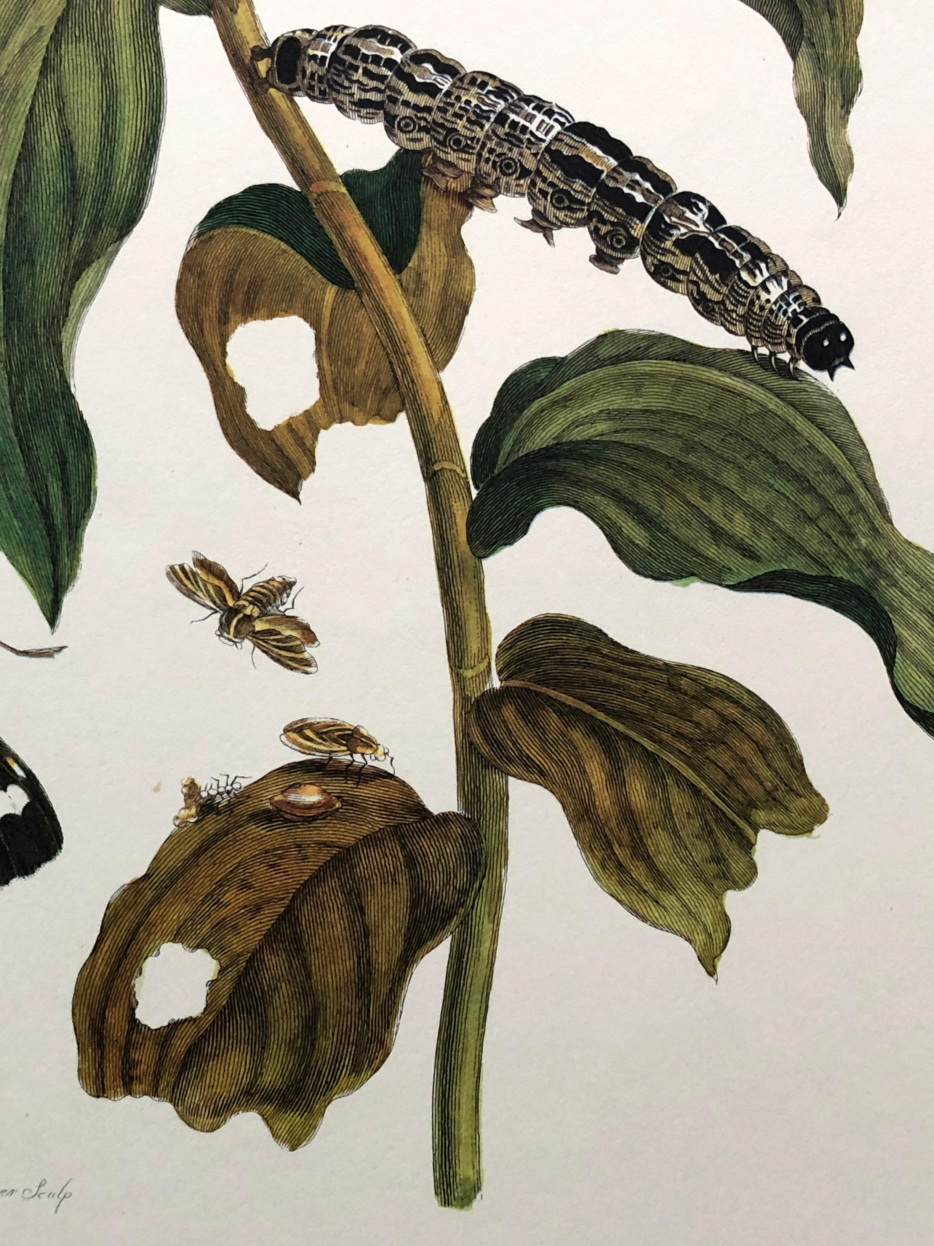 Paper Maria Sibylla Merian - J. Mulder - Ginger plant and castnis moths Nr. 36 For Sale