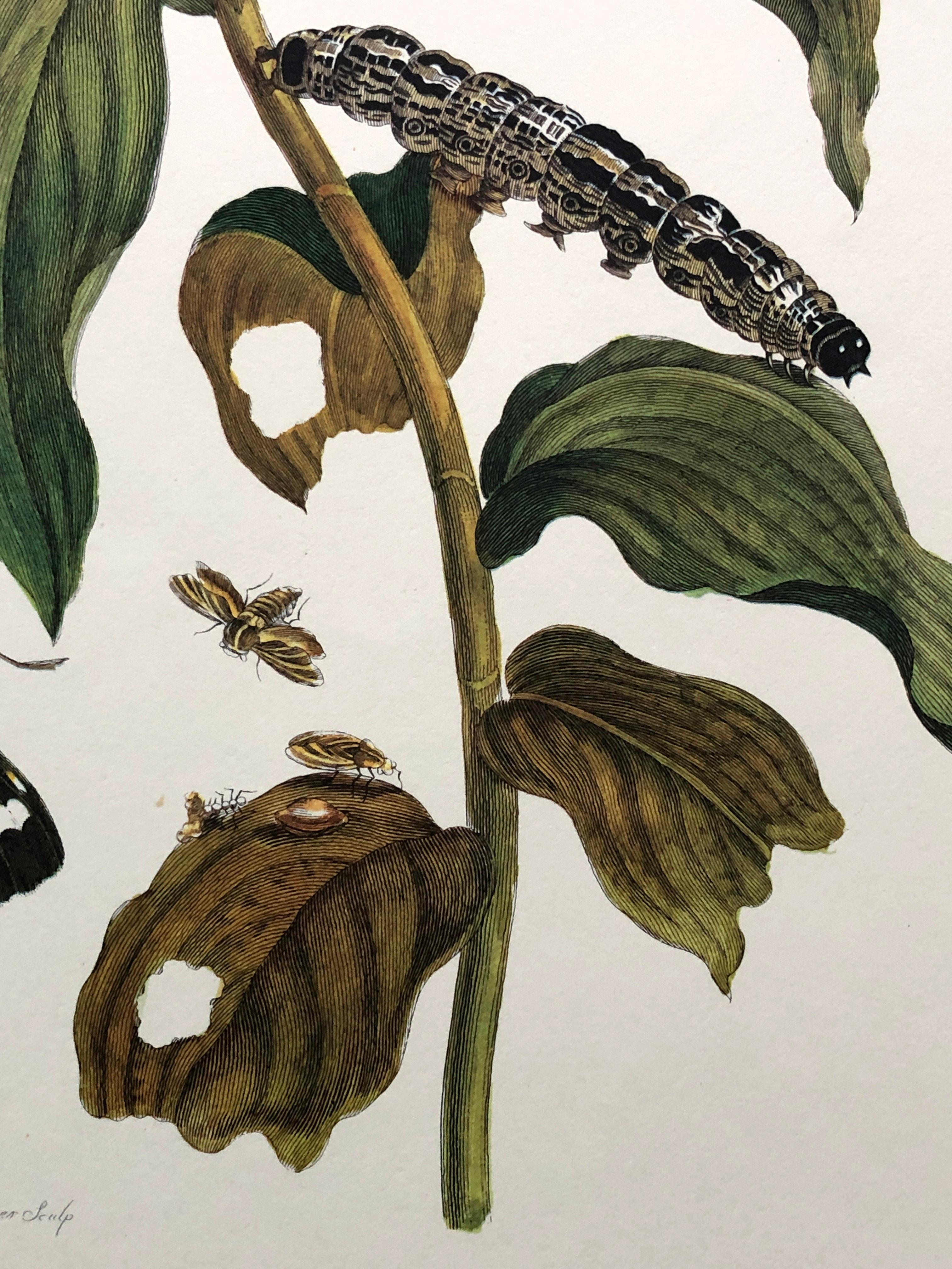 Papier Maria Sibylla Merian - J. Mulder - Plantes à gingembre et moussins de castnis Nr. 36 en vente