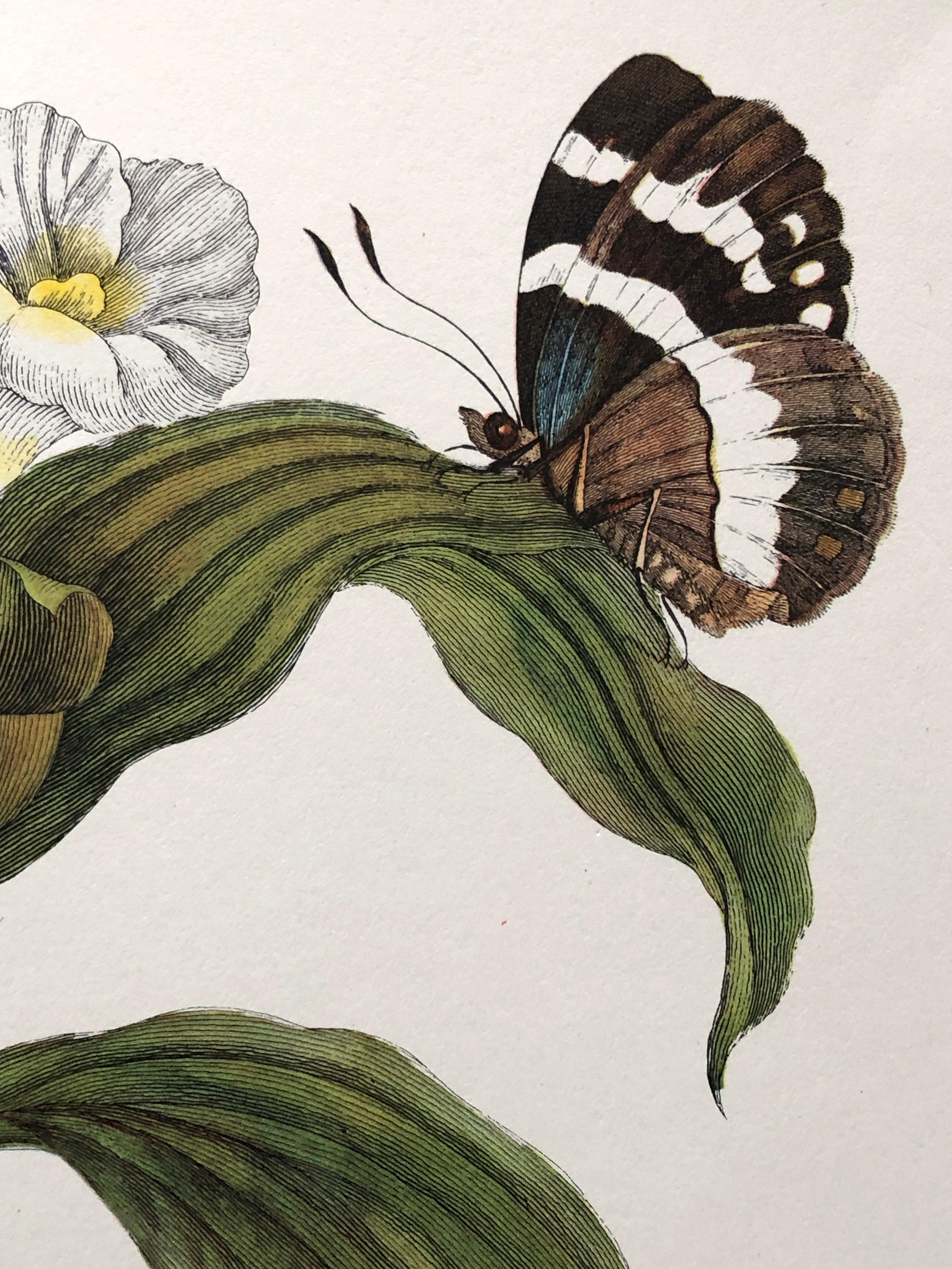 Paper Maria Sibylla Merian - J. Mulder - Ginger plant and castnis moths Nr. 36 For Sale