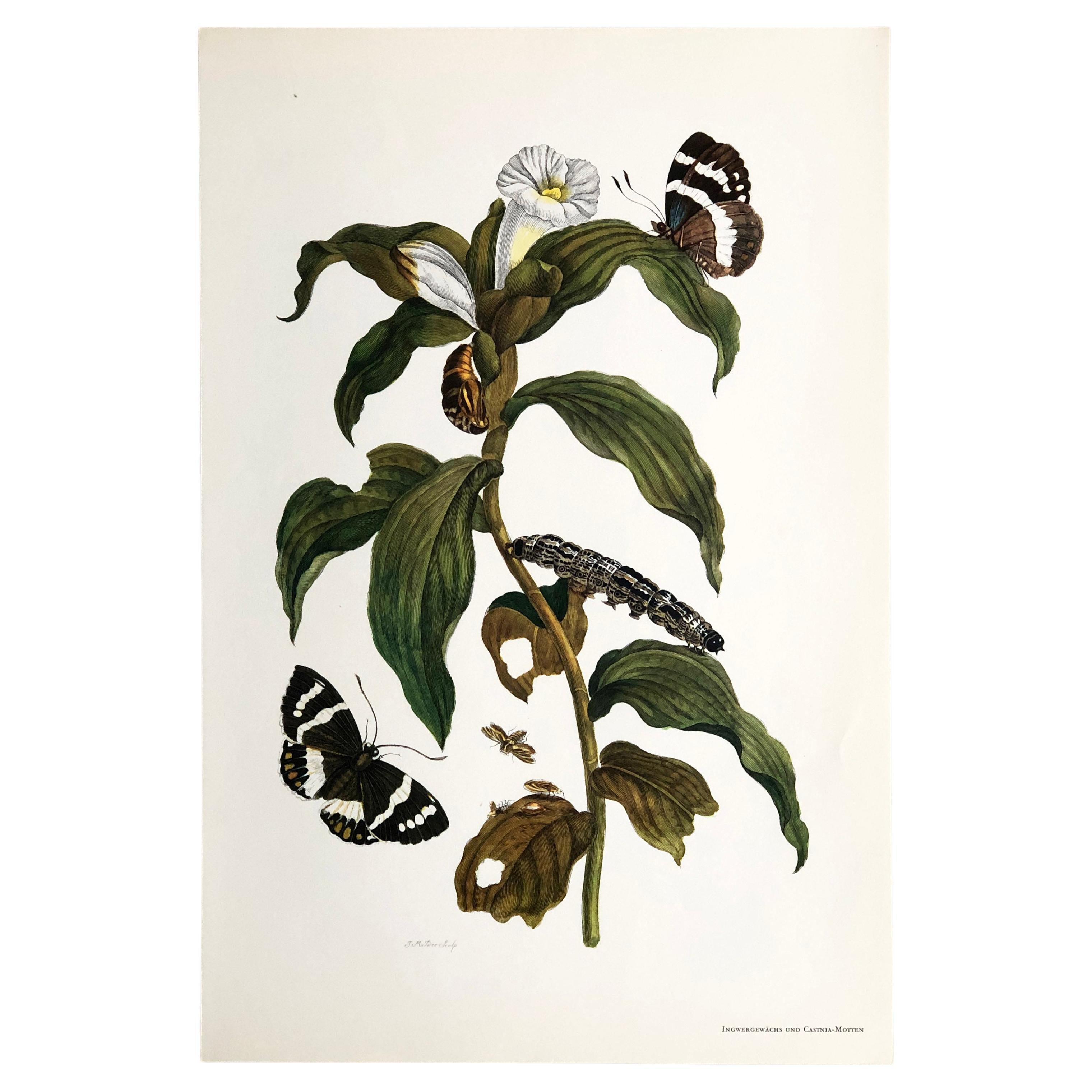 Maria Sibylla Merian - J. Mulder - Ginger plant and castnis moths Nr. 36 For Sale