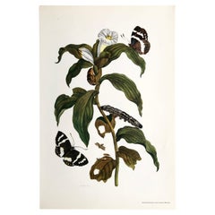 Antique Maria Sibylla Merian - J. Mulder - Ginger plant and castnis moths Nr. 36