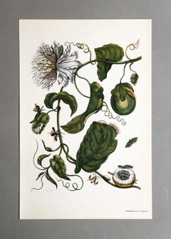 Maria Sibylla Merian - J. Mulder - Passionflower and insects Nr. 21
