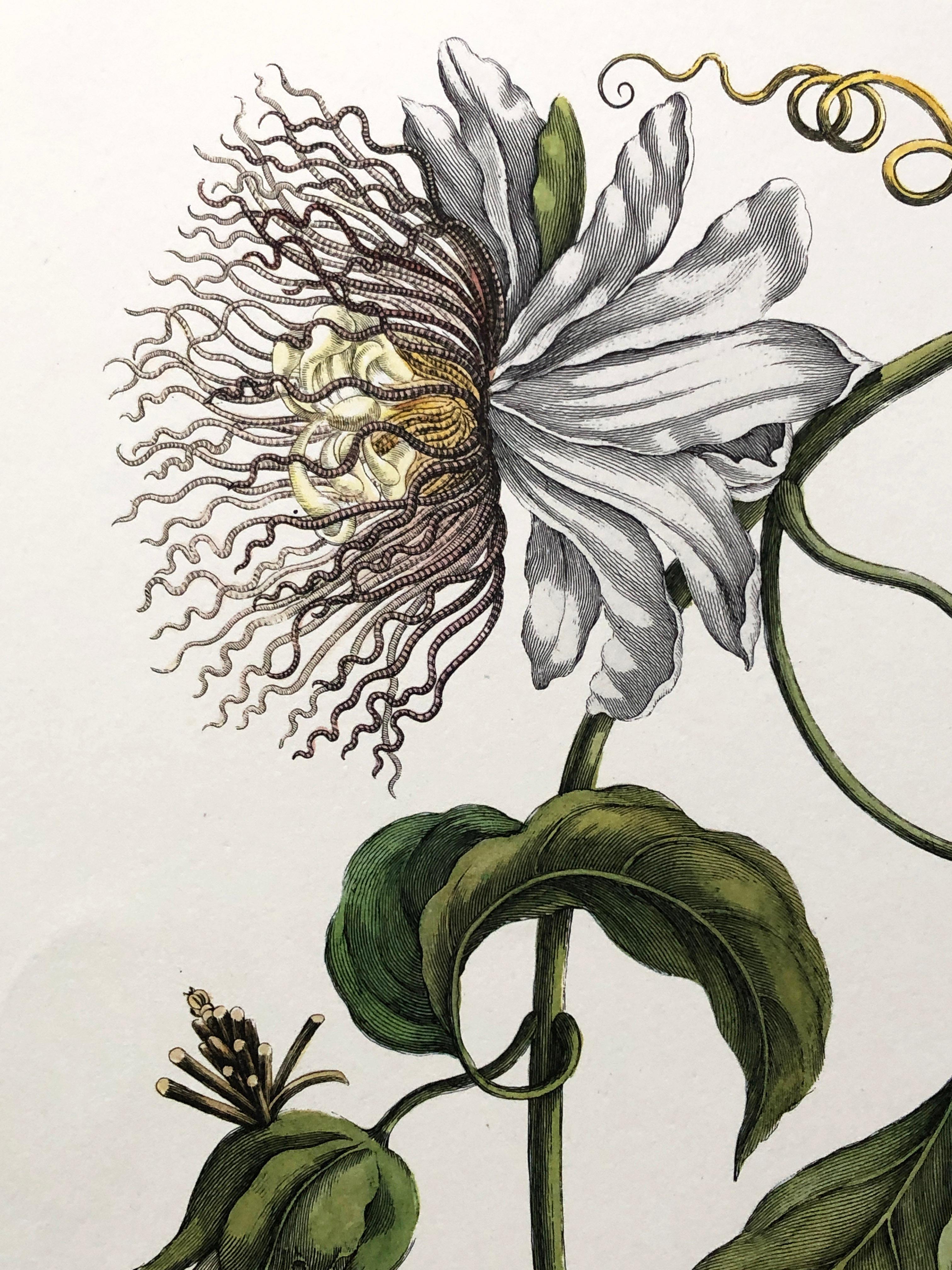 Other Maria Sibylla Merian - J. Mulder - Passionflower and insects Nr. 21 For Sale