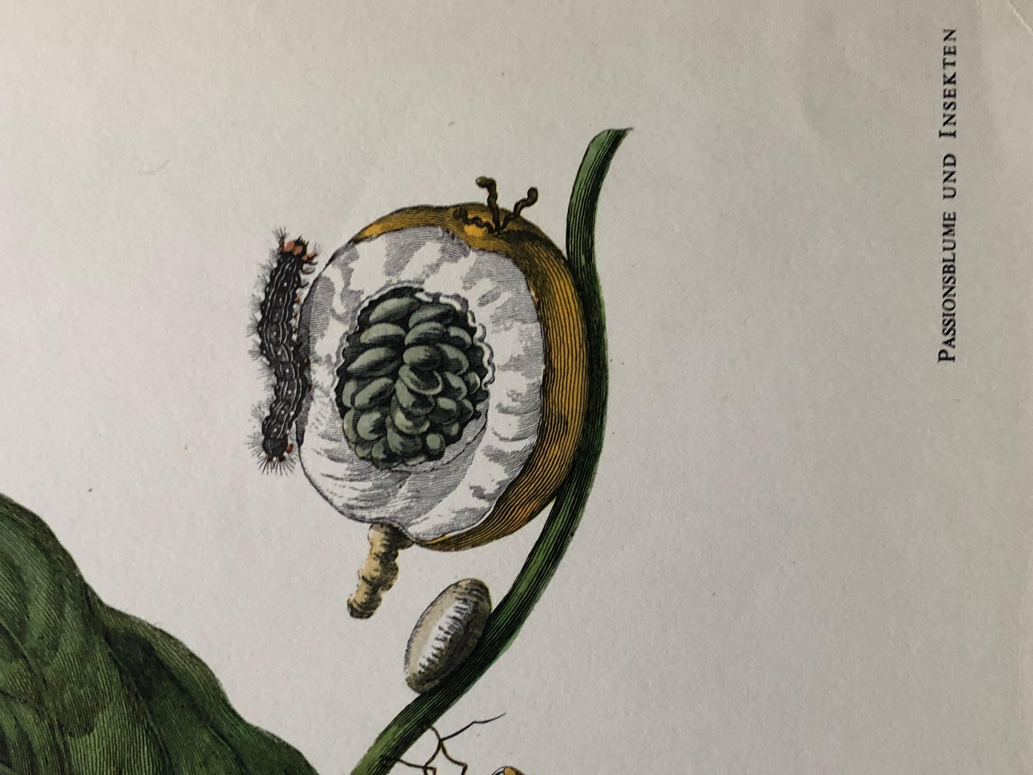 Maria Sibylla Merian - J. Mulder - Passionflower and insects Nr. 21 In Good Condition For Sale In EINDHOVEN, NL