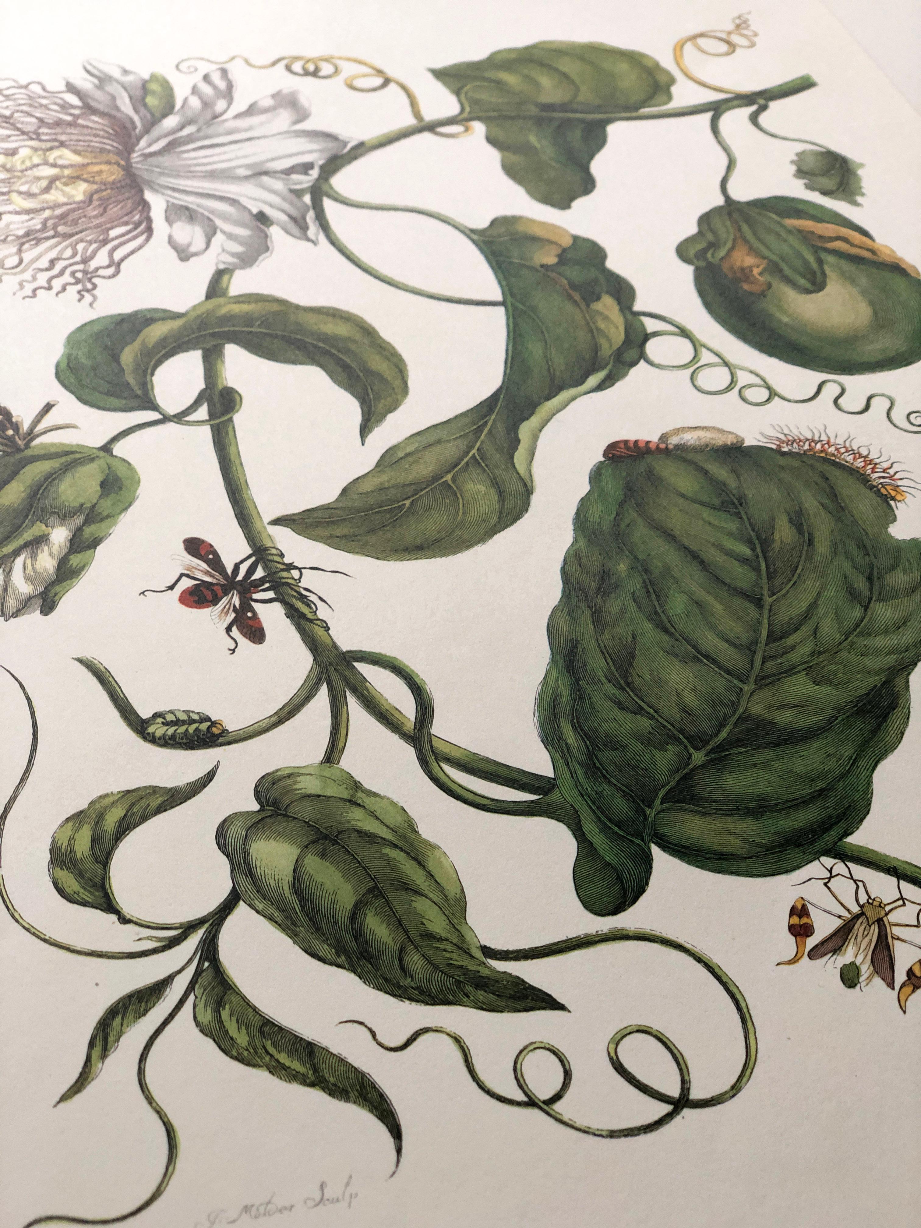 Paper Maria Sibylla Merian - J. Mulder - Passionflower and insects Nr. 21 For Sale