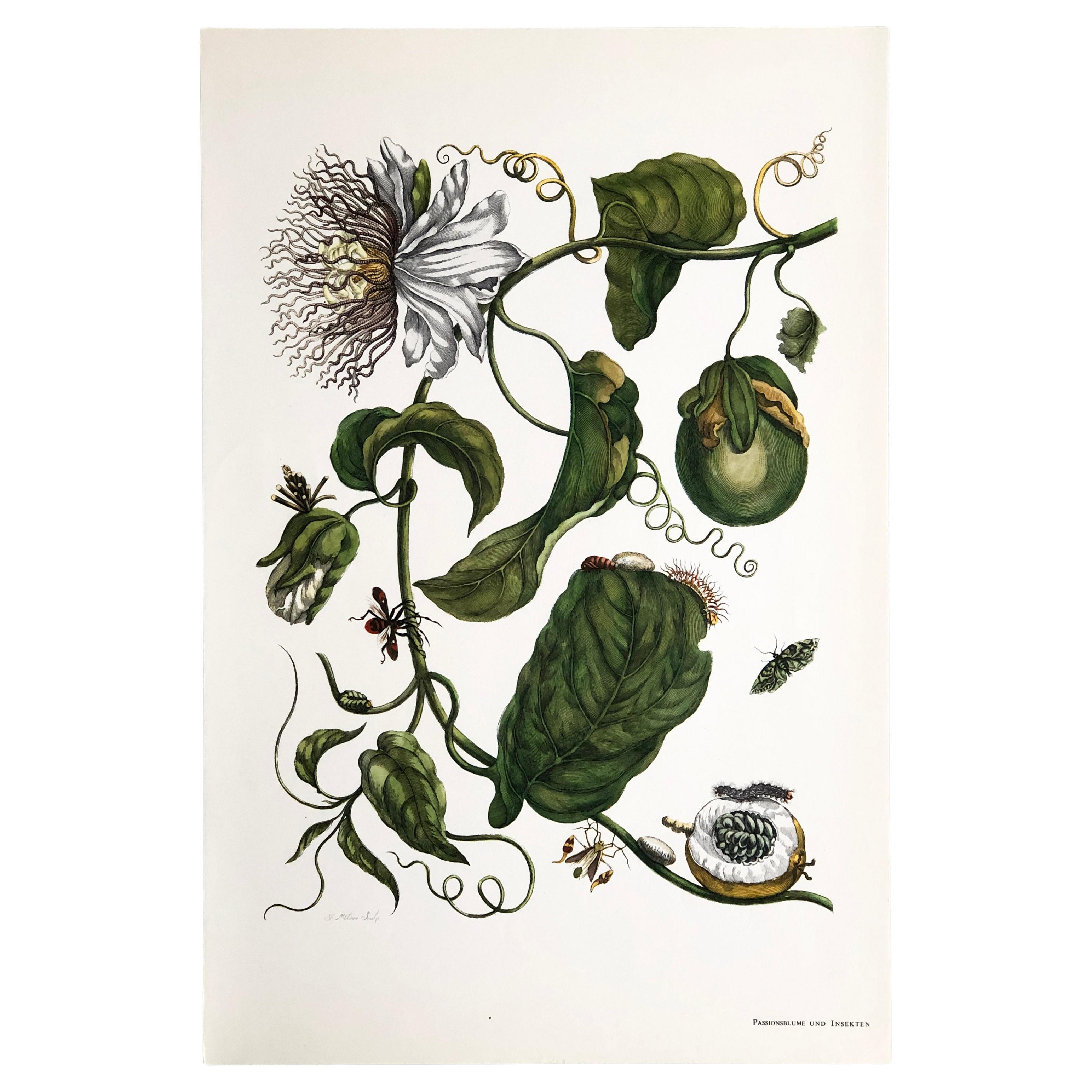 Maria Sibylla Merian - J. Mulder - Passionflower and insects Nr. 21 For Sale