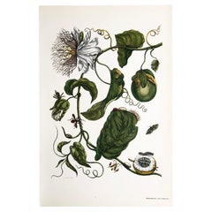 Maria Sibylla Merian - J. Mulder - Passionflower and insects Nr. 21