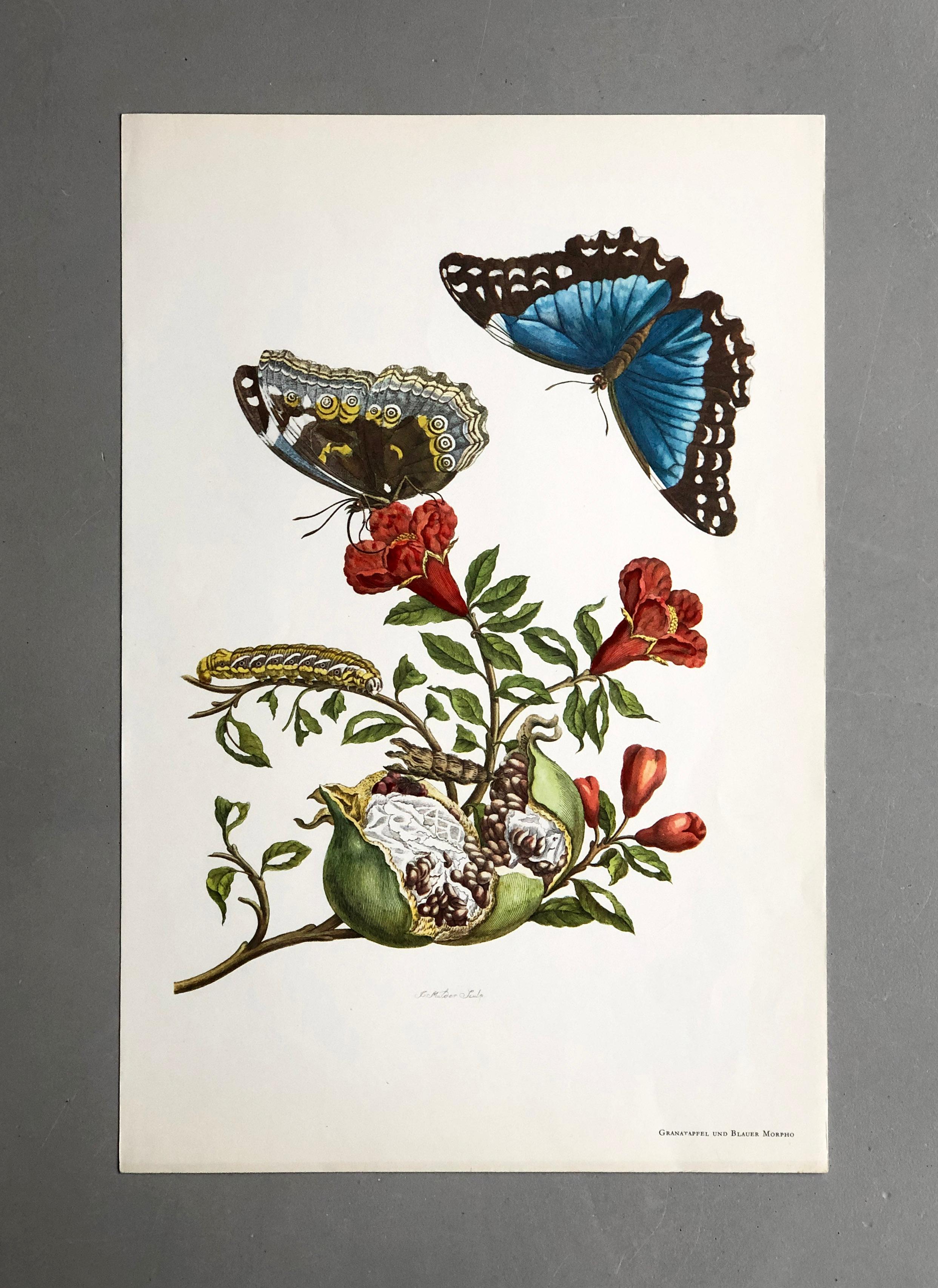 From Metamorphosis Insectorum Surinamensium, first published 1705
Engravings by J. Mulder, P. Sluyter (Sluiter) and D. Stoopendaal after Maria Sybilla Merian.

This plate is part of a comprehensive collection comprising 17 plates. Check out other