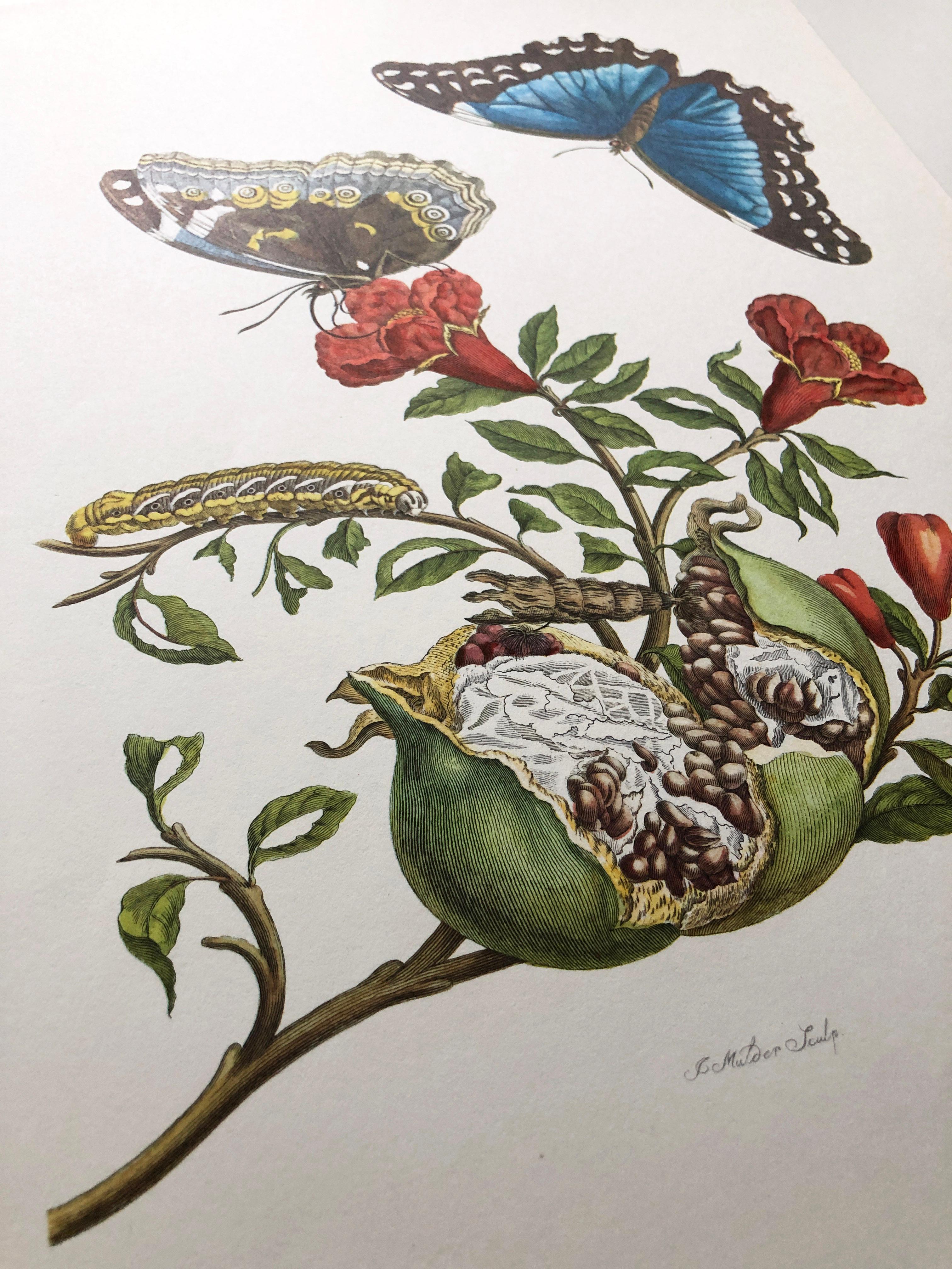 Dutch Maria Sibylla Merian - J. Mulder - Pomegranate and blue morpho Nr. 9 For Sale