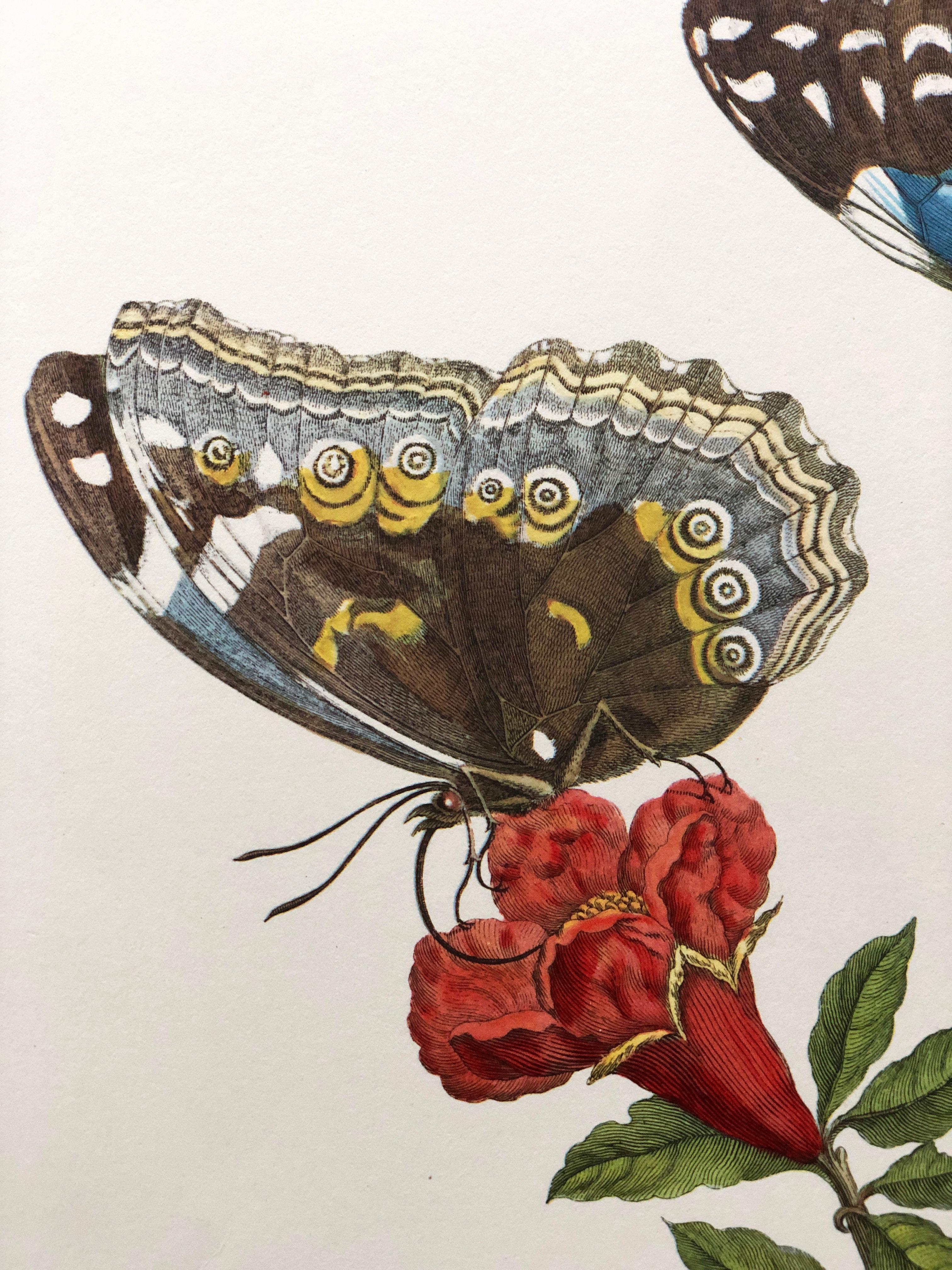 Maria Sibylla Merian - J. Mulder - Pomegranate and blue morpho Nr. 9 In Good Condition For Sale In EINDHOVEN, NL