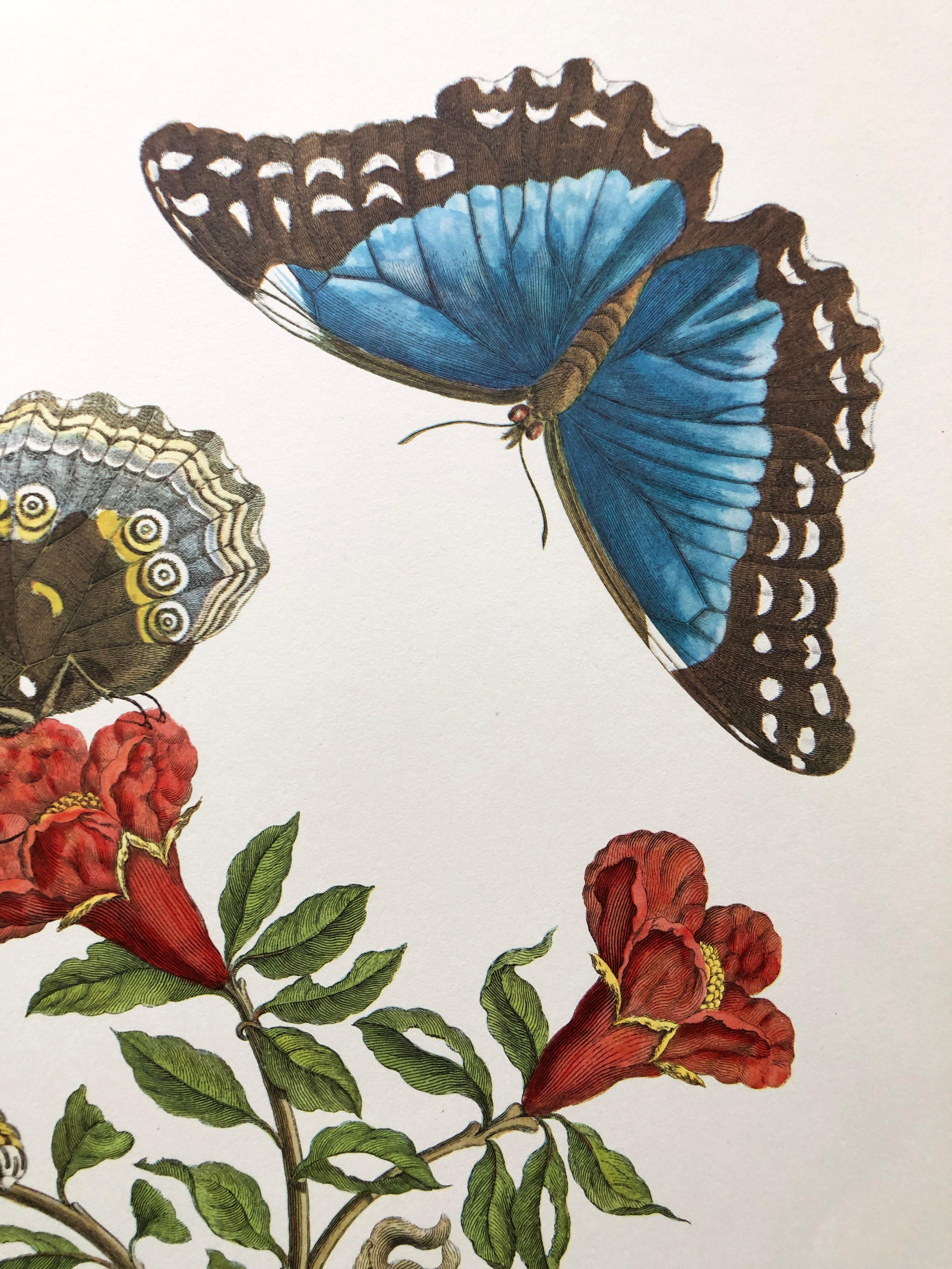 18th Century and Earlier Maria Sibylla Merian - J. Mulder - Pomegranate and blue morpho Nr. 9 For Sale