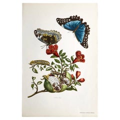 Maria Sibylla Merian - J. Mulder - Pomegranate and blue morpho Nr. 9