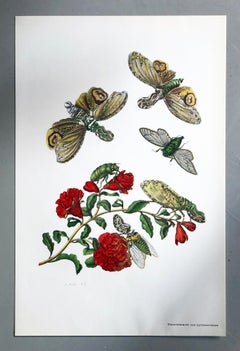 Maria Sibylla Merian - J. Mulder - Pomegranate blossom and lantern bearer Nr.49