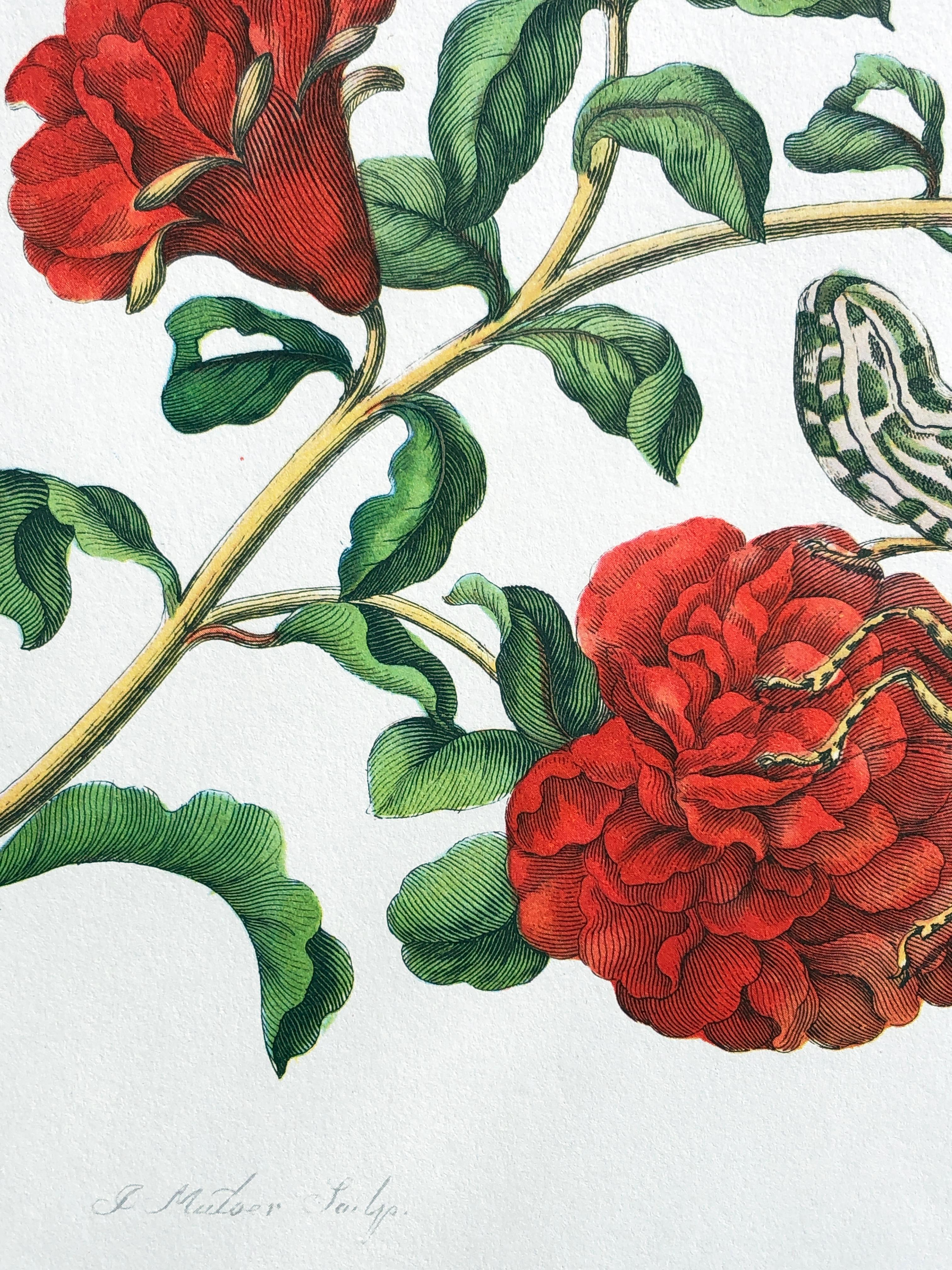 Other Maria Sibylla Merian - J. Mulder - Pomegranate blossom and lantern bearer Nr.49 For Sale