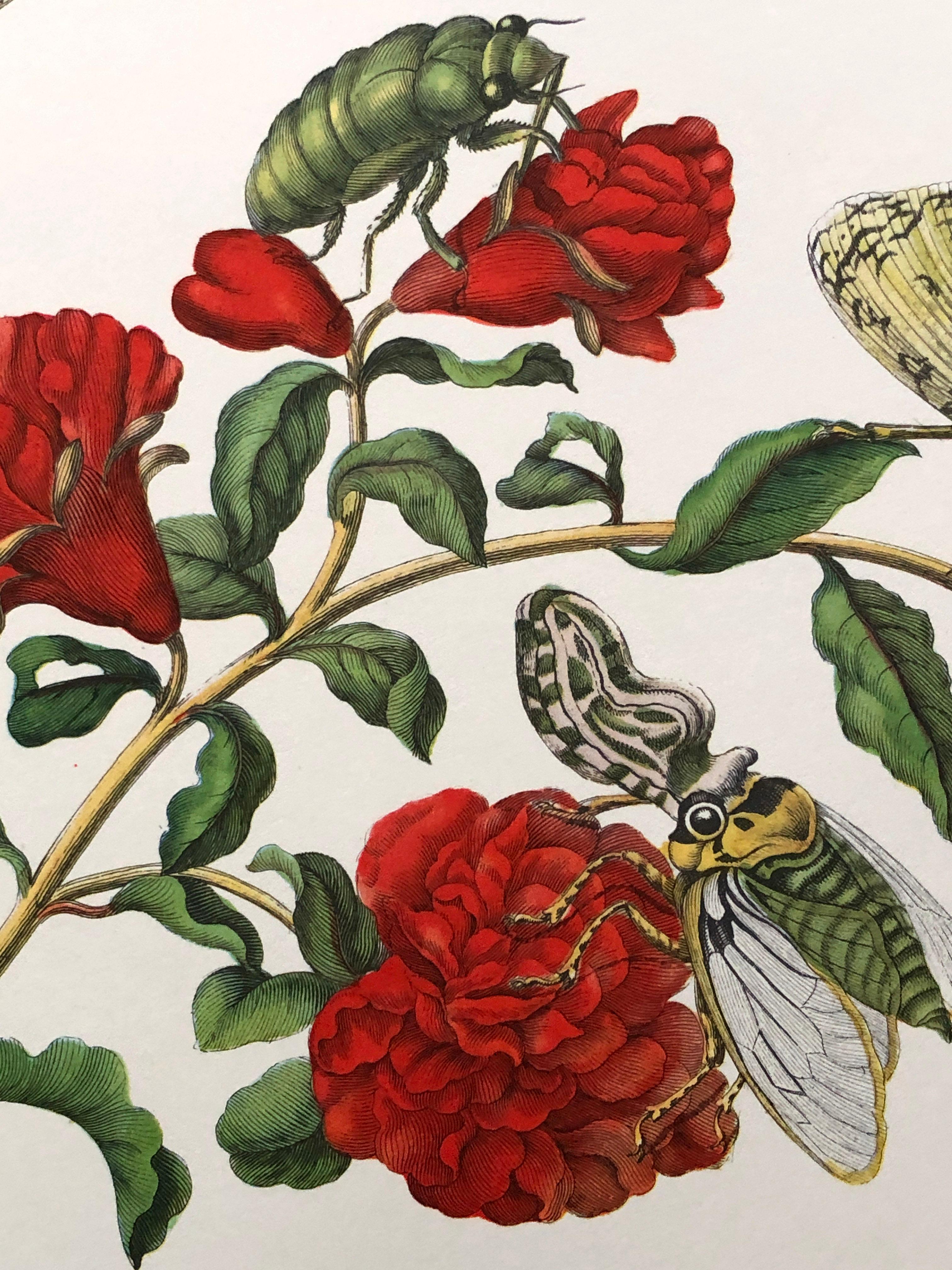 Maria Sibylla Merian - J. Mulder - Pomegranate blossom and lantern bearer Nr.49 In Good Condition For Sale In EINDHOVEN, NL