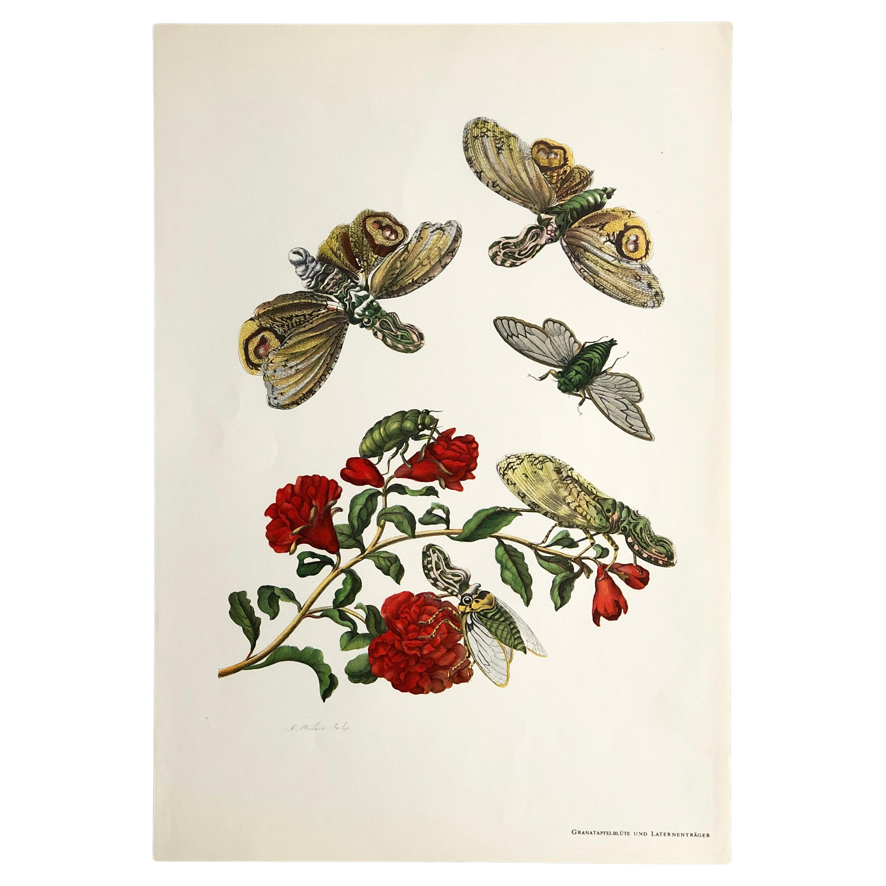 Maria Sibylla Merian - J. Mulder - Pomegranate blossom and lantern bearer Nr.49 For Sale