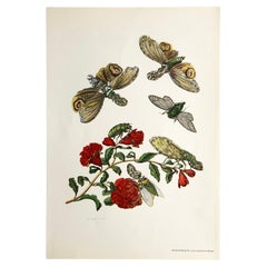 Antique Maria Sibylla Merian - J. Mulder - Pomegranate blossom and lantern bearer Nr.49