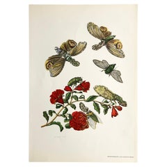 Maria Sibylla Merian - J. Mulder - Granatapfelblüte und Laternender Nr.49, Maria Sibylla Merian