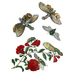 Antique Maria Sibylla Merian - J. Mulder - Pomegranate blossom and lantern bearer Nr.49