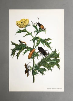 Maria Sibylla Merian - Pavot mexicain et longicorne Nr. 24