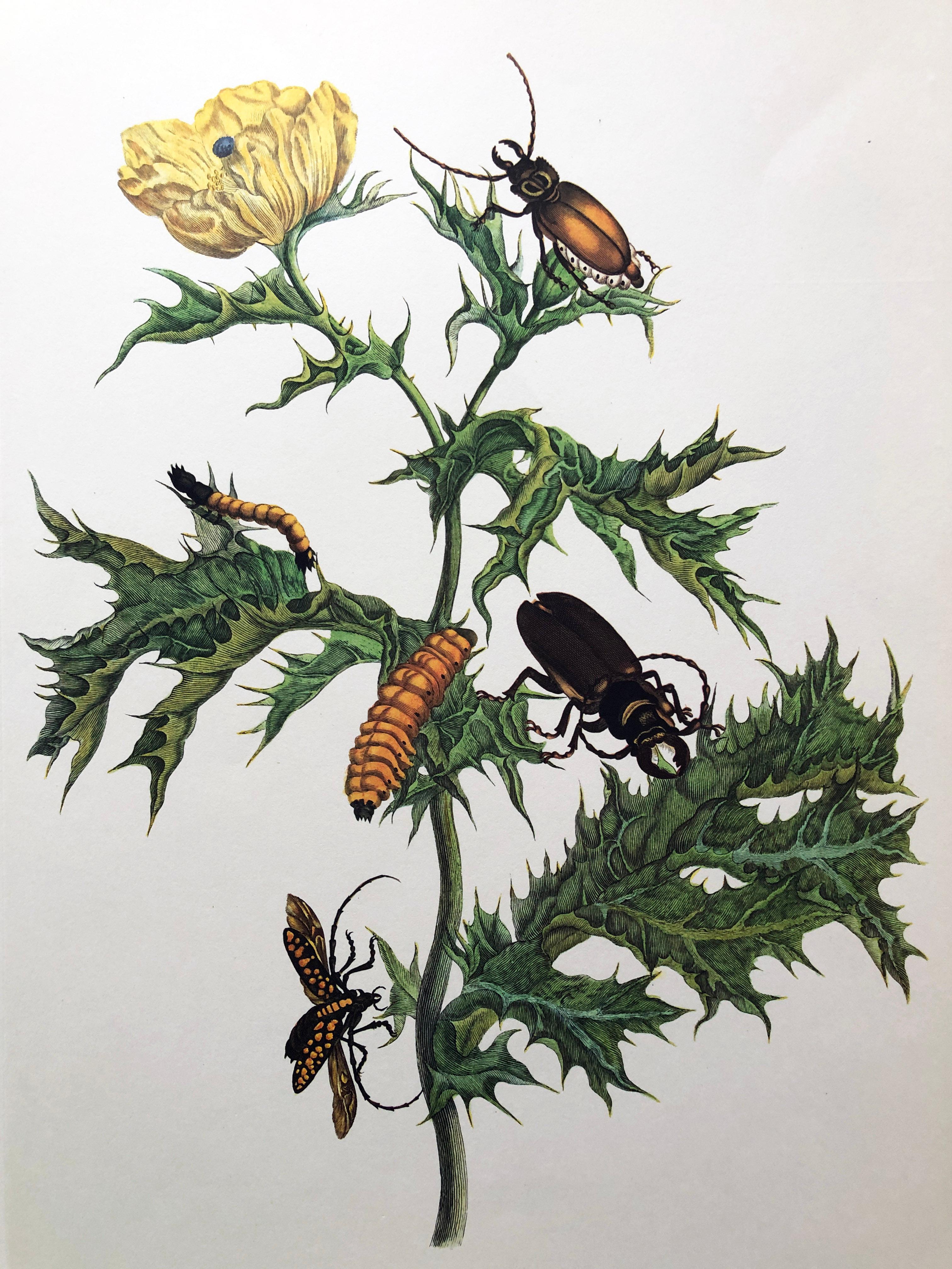 Other Maria Sibylla Merian - Mexican Poppy and Longhorn Beetle Nr. 24 For Sale