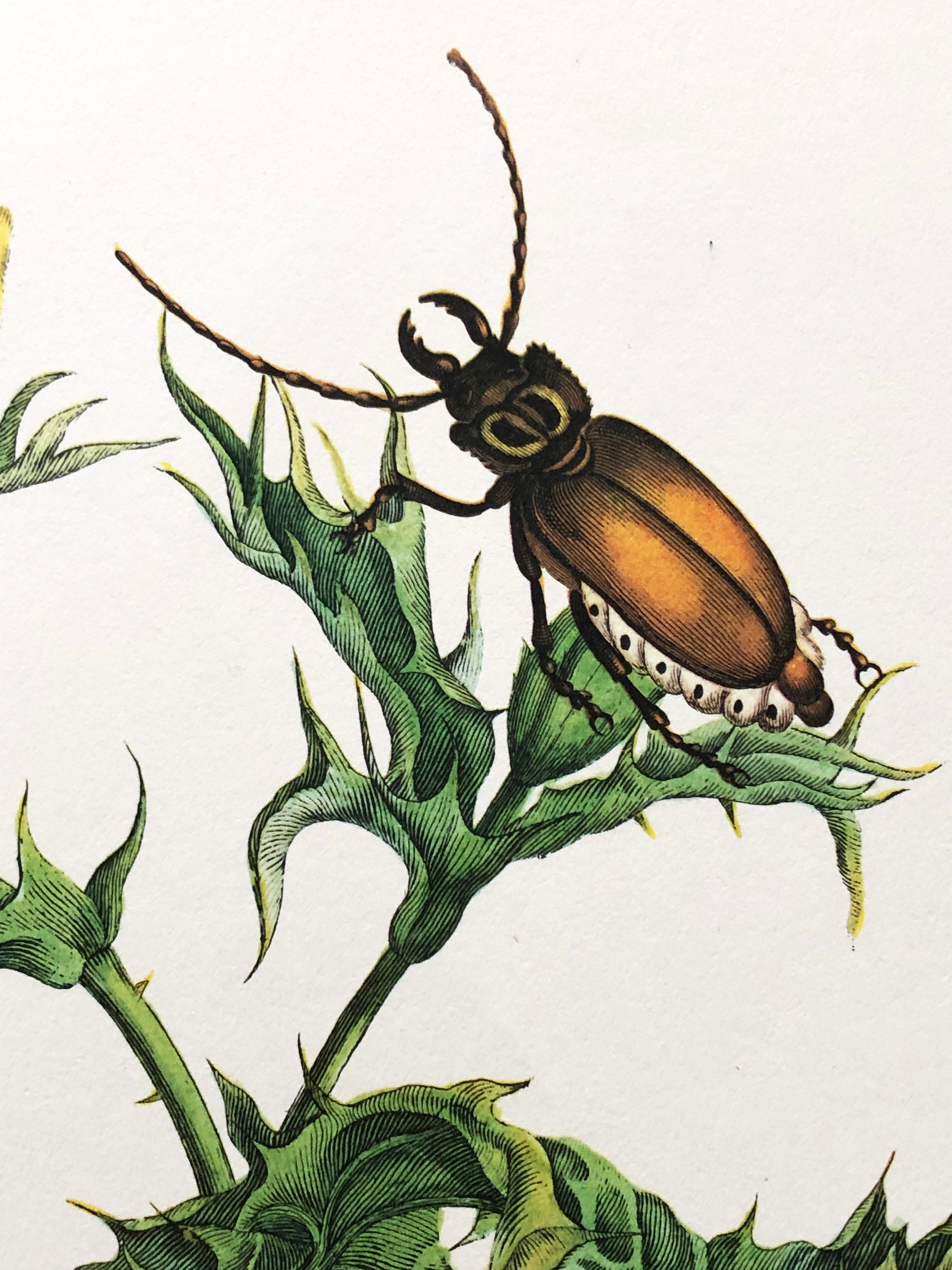 Other Maria Sibylla Merian - Mexican Poppy and Longhorn Beetle Nr. 24 For Sale