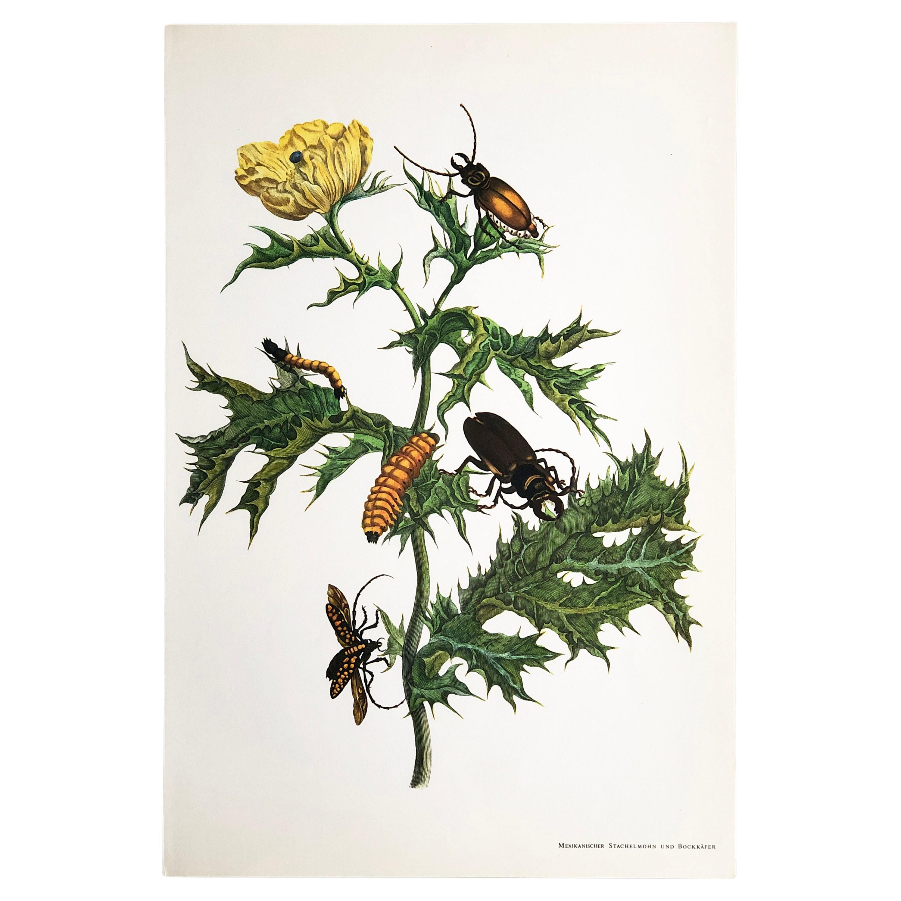 Maria Sibylla Merian - Mexican Poppy and Longhorn Beetle Nr. 24 For Sale