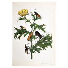 Maria Sibylla Merian - Amapola mexicana y escarabajo de cuernos largos nº 24