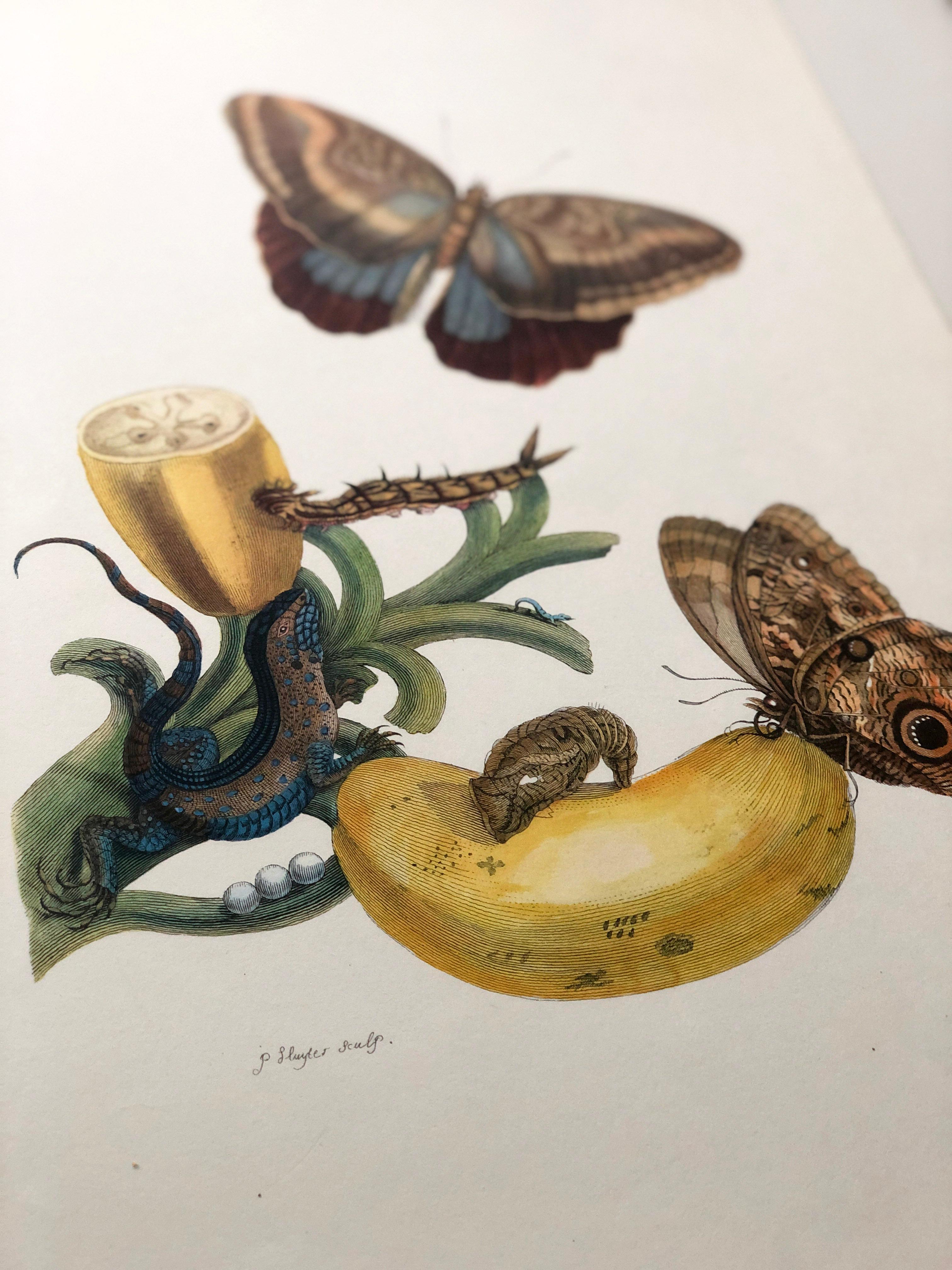 From Metamorphosis Insectorum Surinamensium, first published 1705
Engravings by J. Mulder, P. Sluyter (Sluiter) and D. Stoopendaal after Maria Sybilla Merian.

This plate is part of a comprehensive collection comprising 17 plates. Check out other