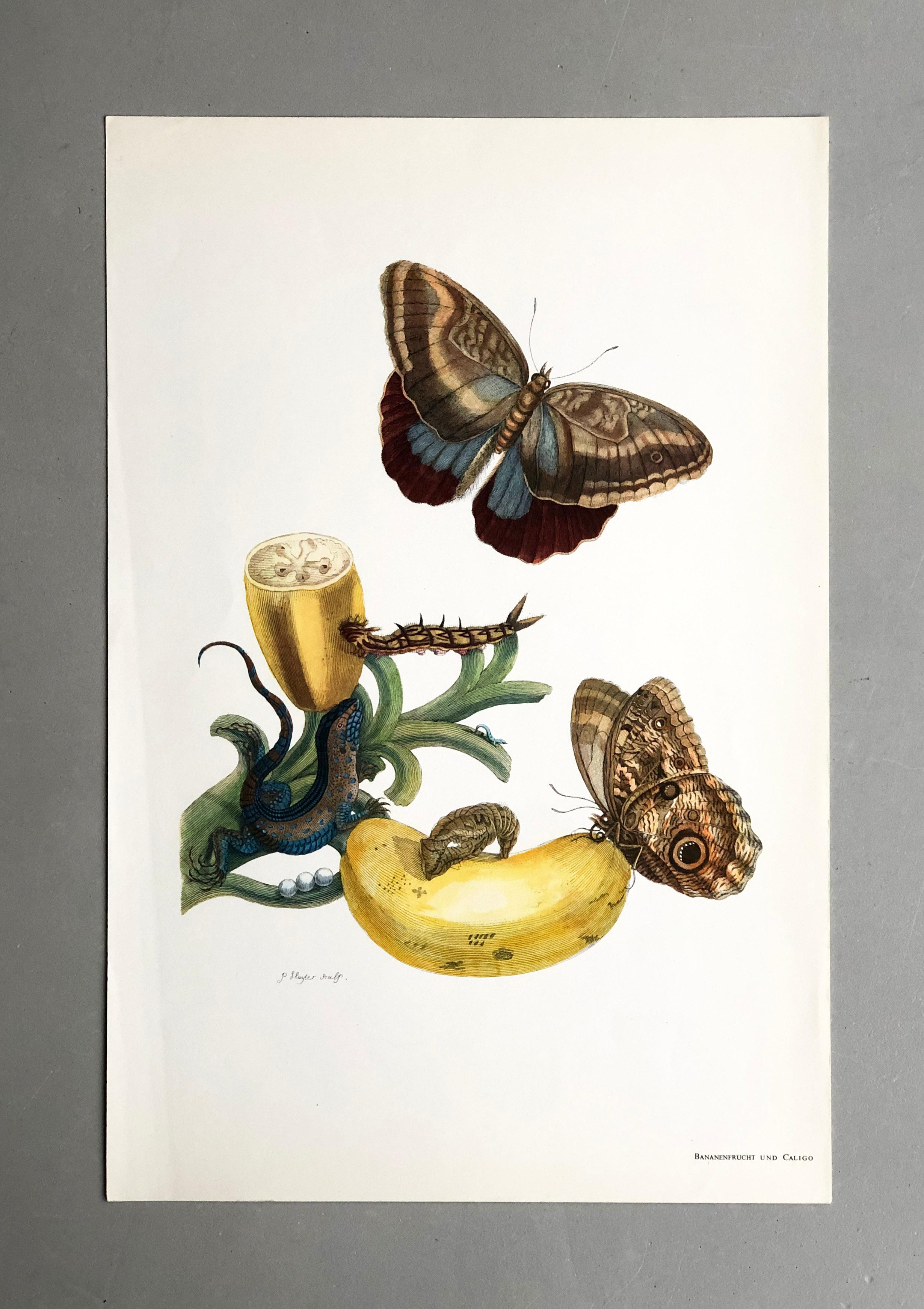 Maria Sibylla Merian - P. Sluyter - Banana fruit and Caligo Nr. 23 For Sale 1