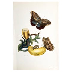 Antique Maria Sibylla Merian - P. Sluyter - Banana fruit and Caligo Nr. 23