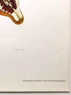 Maria Sibylla Merian - P. Sluyter - Bat apple and praying mantis Nr. 27