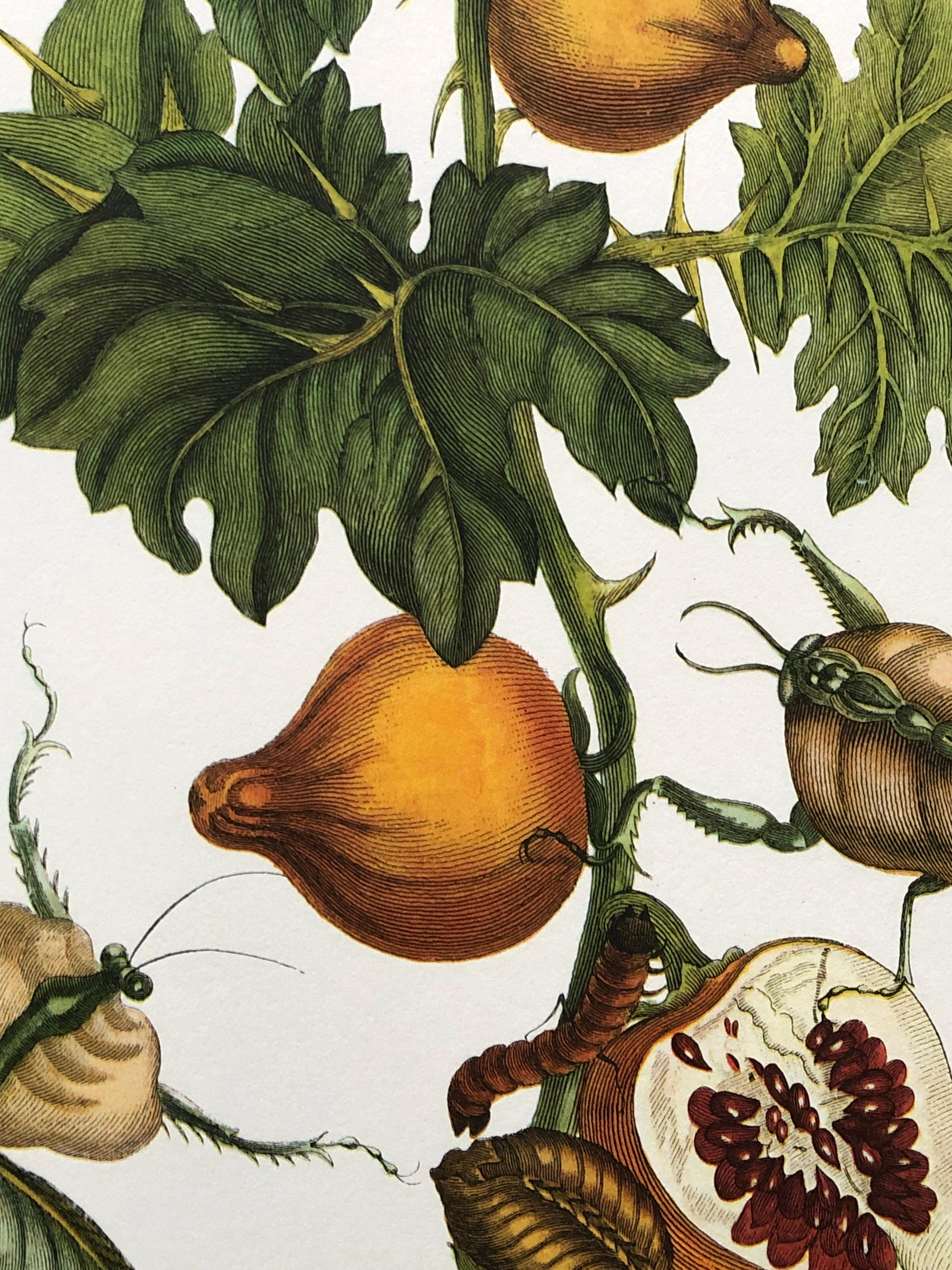 Maria Sibylla Merian - P. Sluyter - Bat apple and praying mantis Nr. 27 In Good Condition For Sale In EINDHOVEN, NL