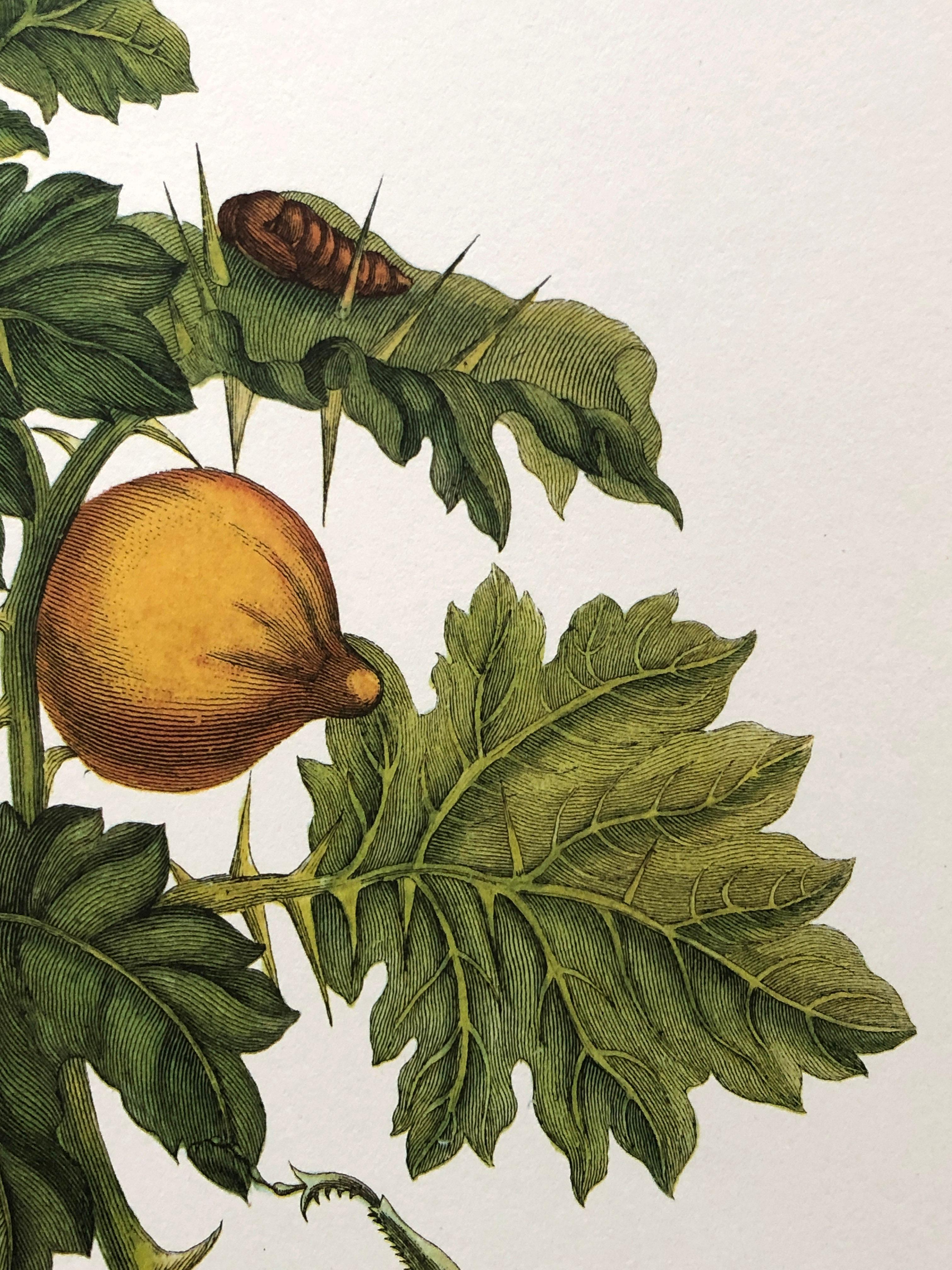 18th Century and Earlier Maria Sibylla Merian - P. Sluyter - Bat apple and praying mantis Nr. 27 For Sale