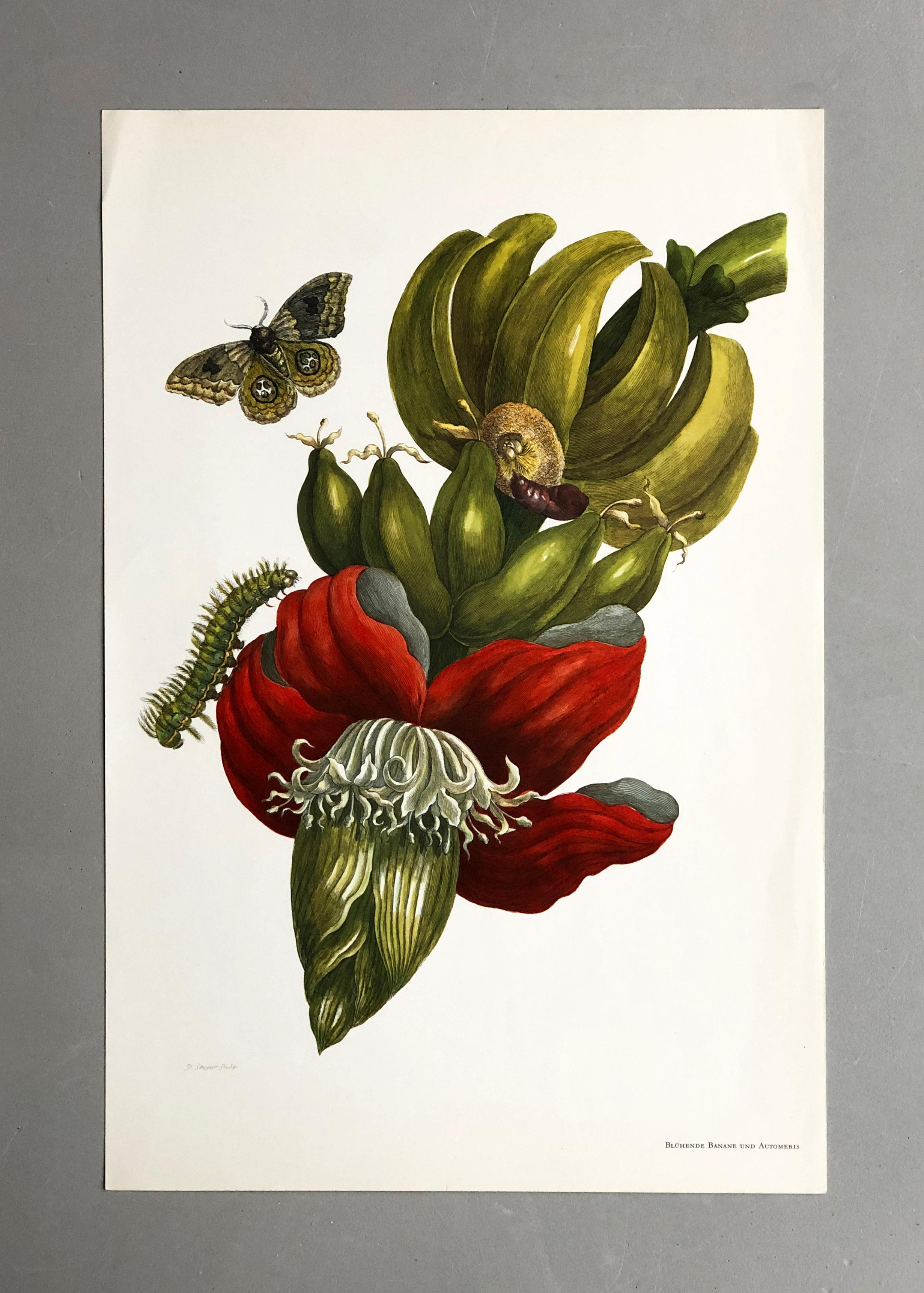 De la Metamorfosis Insectorum Surinamensium, publicada por primera vez en 1705
Grabados de J. Mulder, P. Sluyter (Sluiter) y D. Stoopendaal según Maria Sybilla Merian.

Esta lámina forma parte de una colección completa que comprende 17 láminas.