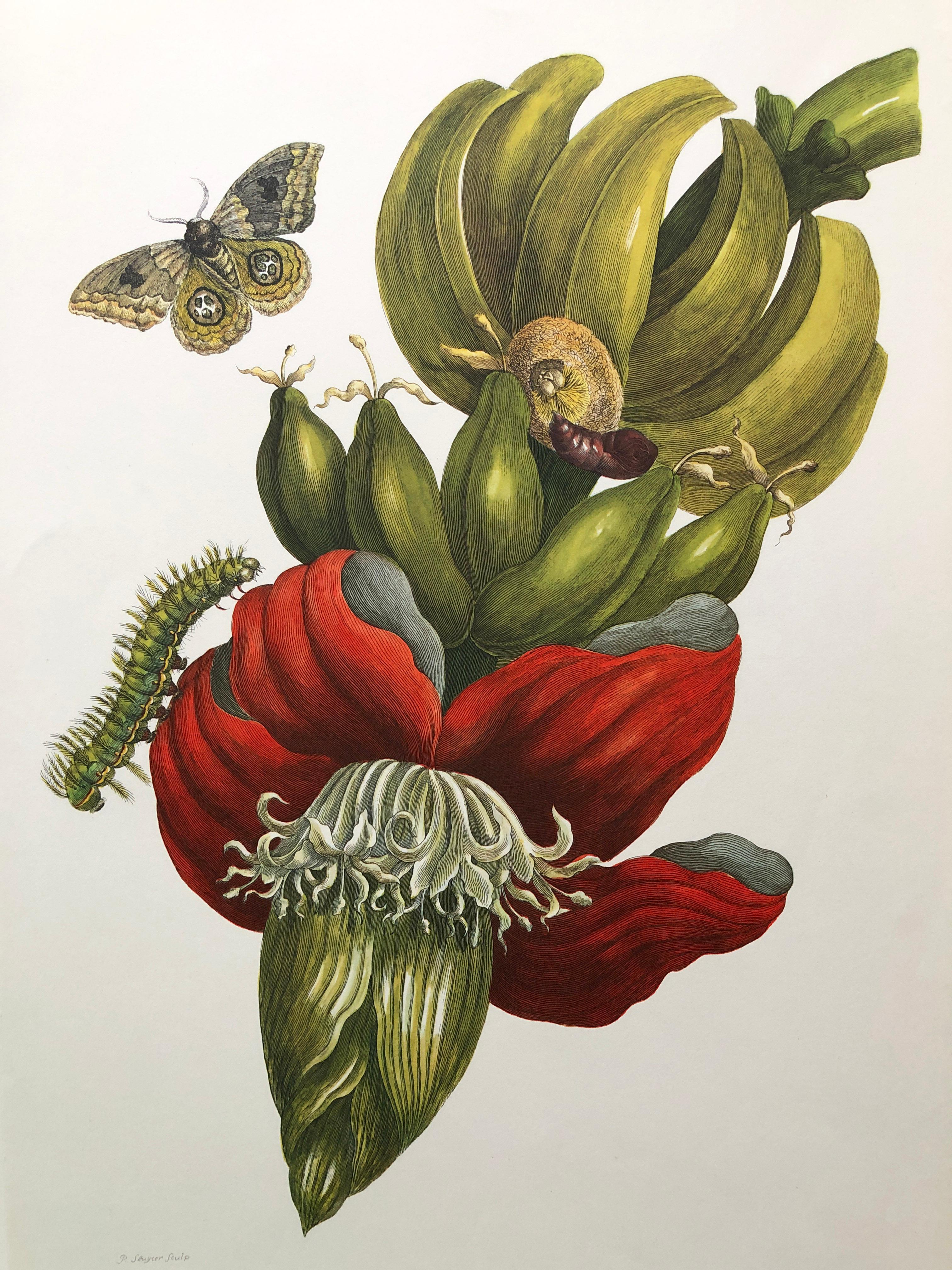 Other Maria Sibylla Merian - P. Sluyter - Flowering Banana and Automeris Nr. 12 For Sale