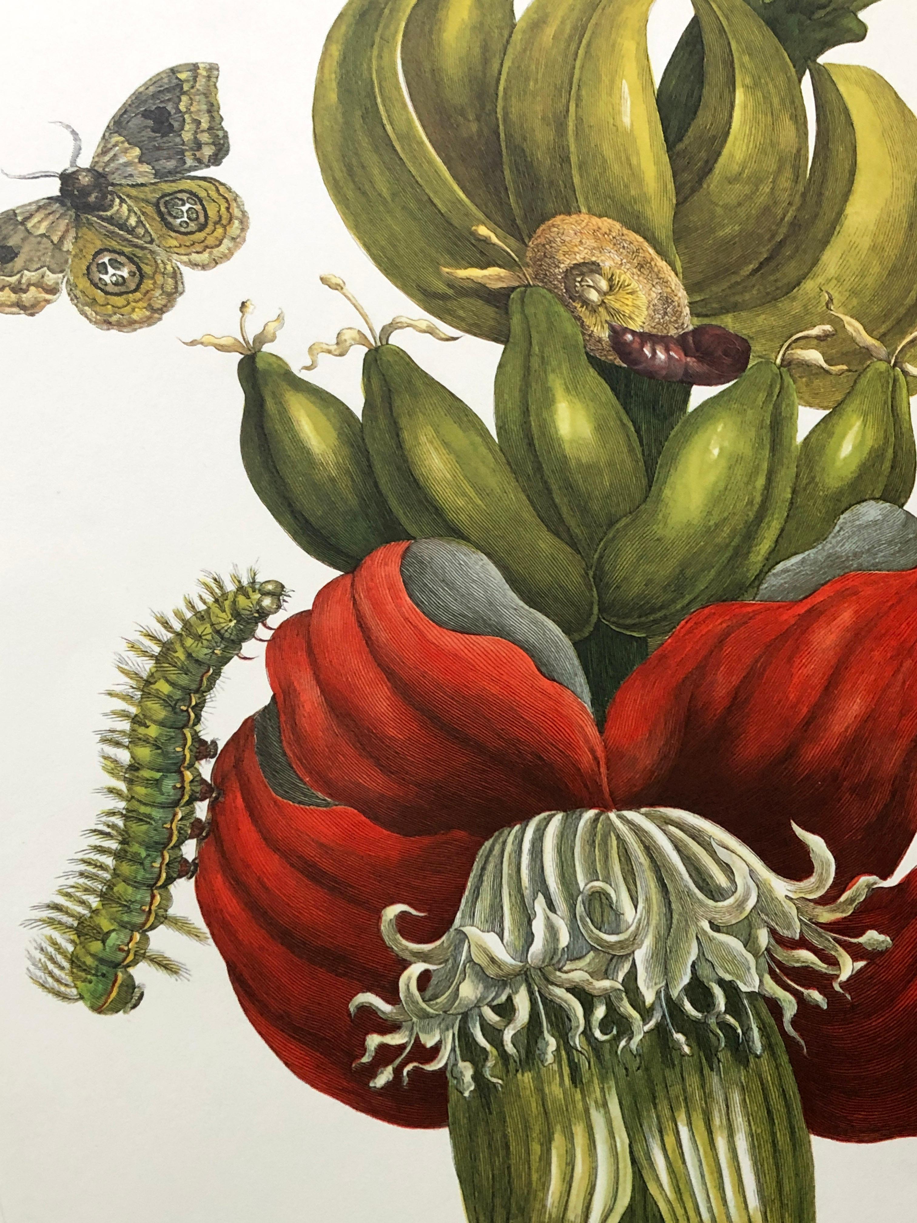 18th Century and Earlier Maria Sibylla Merian - P. Sluyter - Flowering Banana and Automeris Nr. 12 For Sale