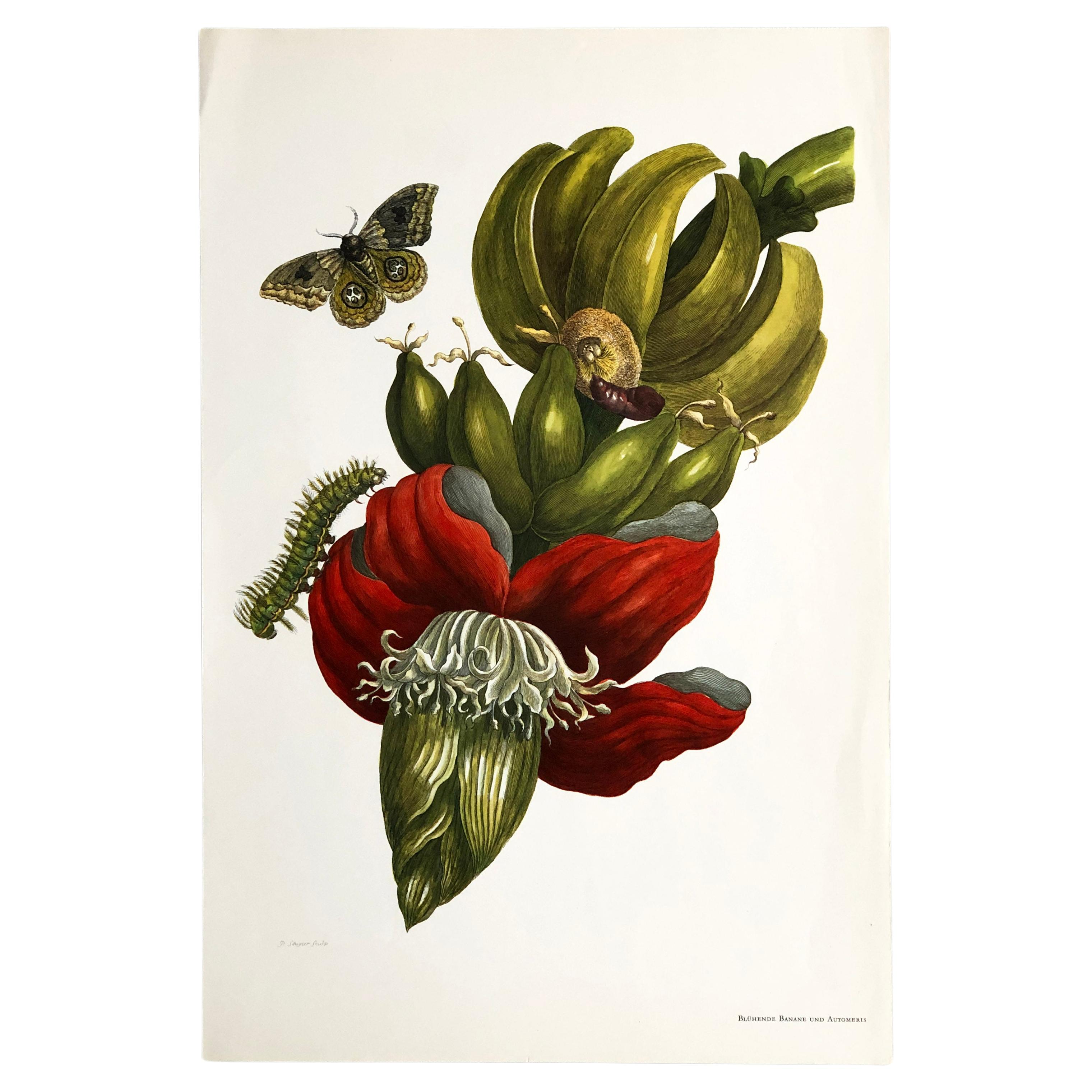 Maria Sibylla Merian - P. Sluyter - Flowering Banana and Automeris Nr. 12 For Sale
