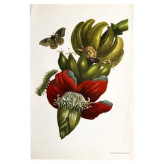 Antique Maria Sibylla Merian - P. Sluyter - Flowering Banana and Automeris Nr. 12