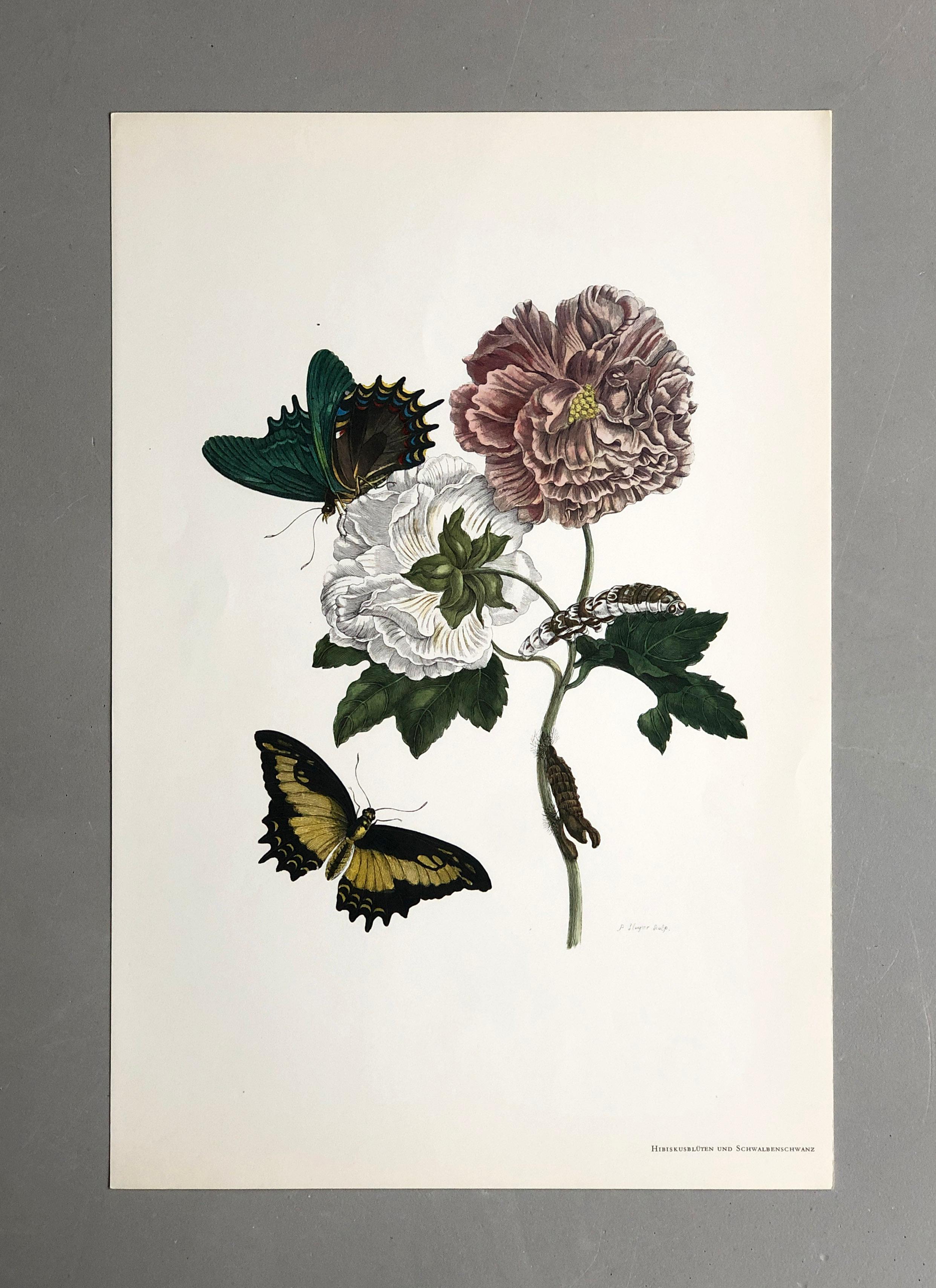 Maria Sibylla Merian - P. Sluyter - Hibiscus flowers and swallowtail Nr. 31 For Sale 4